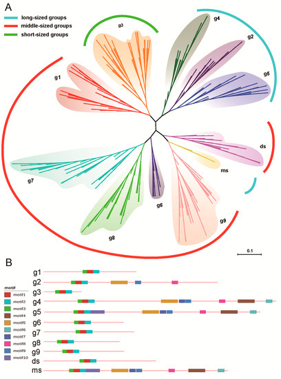Biomolecules Free Full Text Dynamic Expansion And Functional Evolutionary Profiles Of Plant Conservative Gene Family Sbp Box In Twenty Two Flowering Plants And The Origin Of Mir156 Html