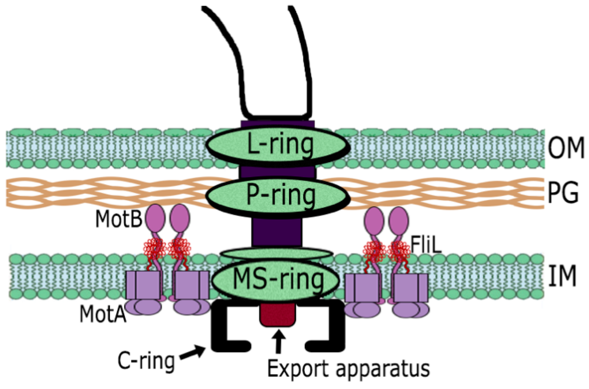 Biomolecules 10 00774 g001 Biomolecules 10 00774 g001