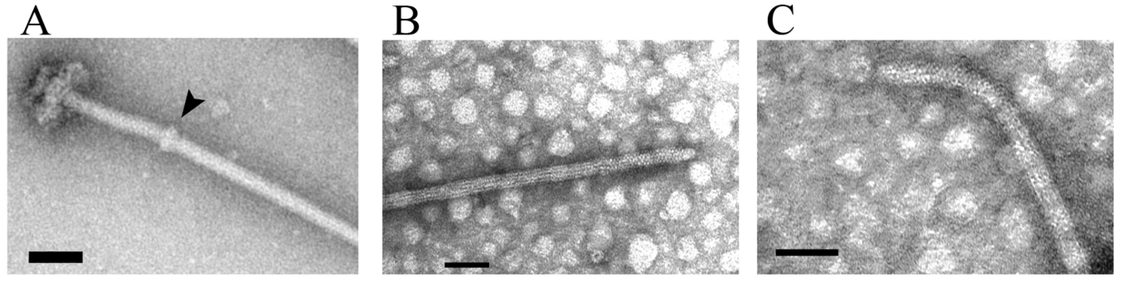 Biomolecules 10 00774 g003 Biomolecules 10 00774 g003