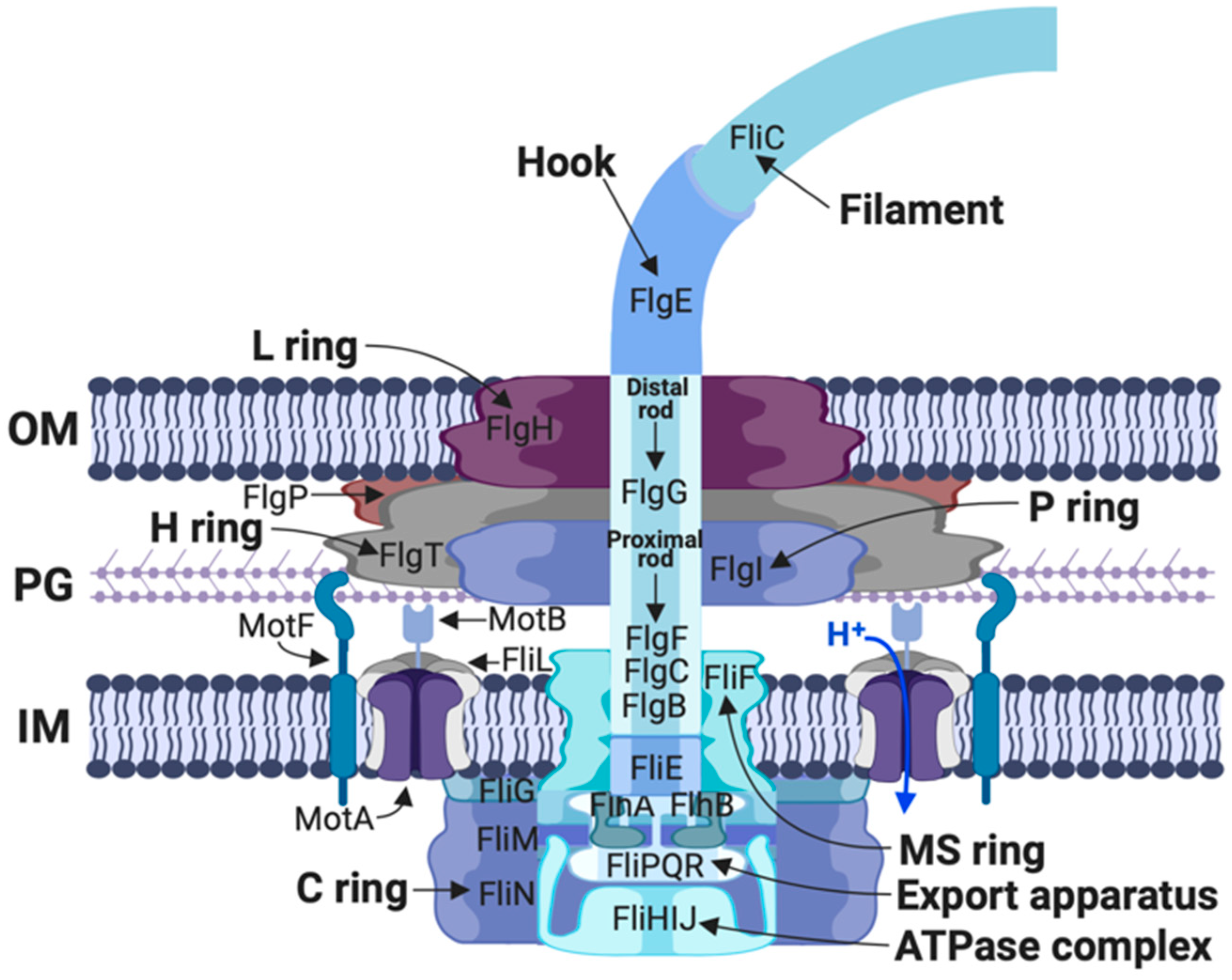 Biomolecules 10 00774 g004 Biomolecules 10 00774 g004