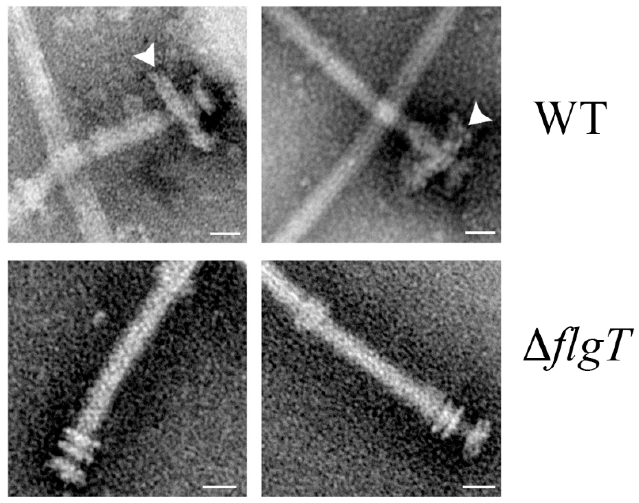Biomolecules 10 00774 g005 Biomolecules 10 00774 g005