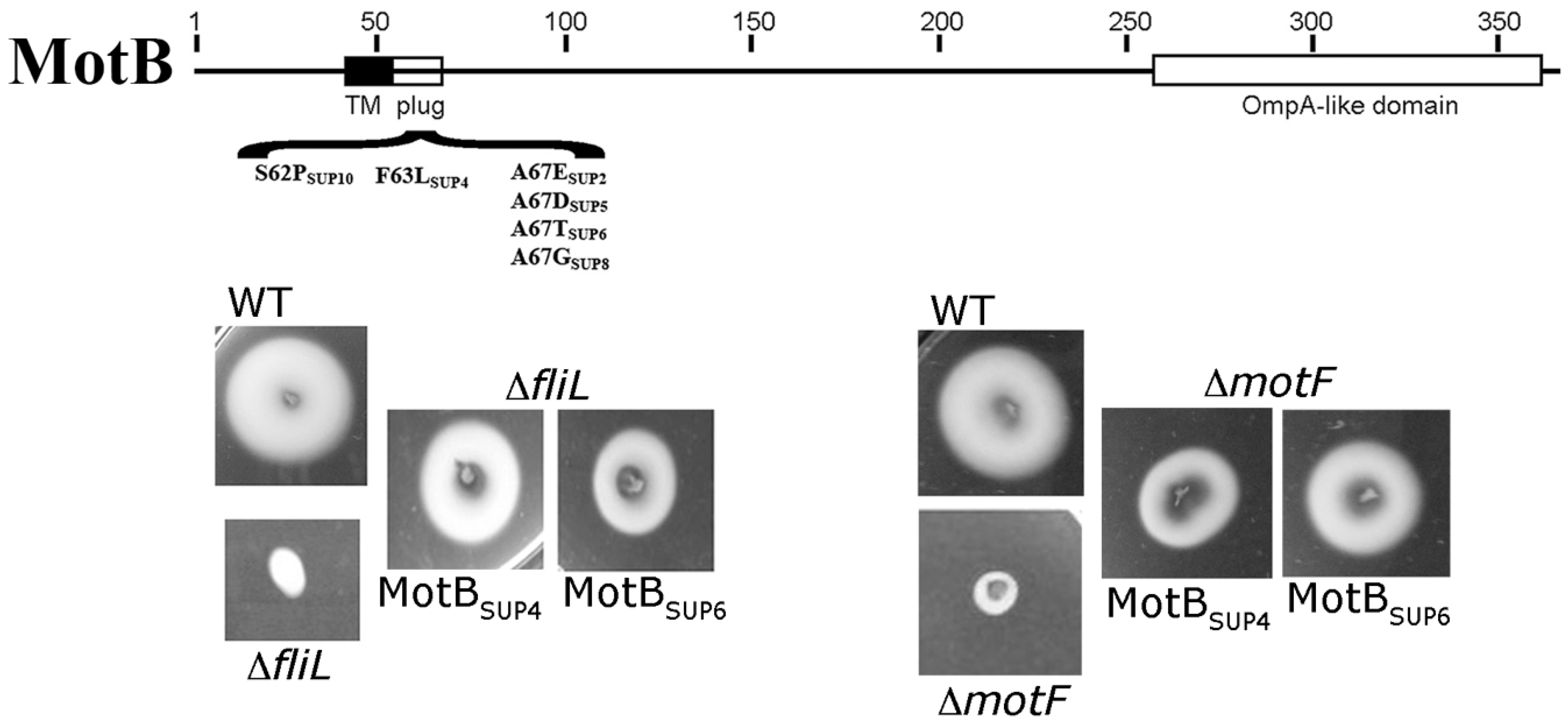 Biomolecules 10 00774 g006