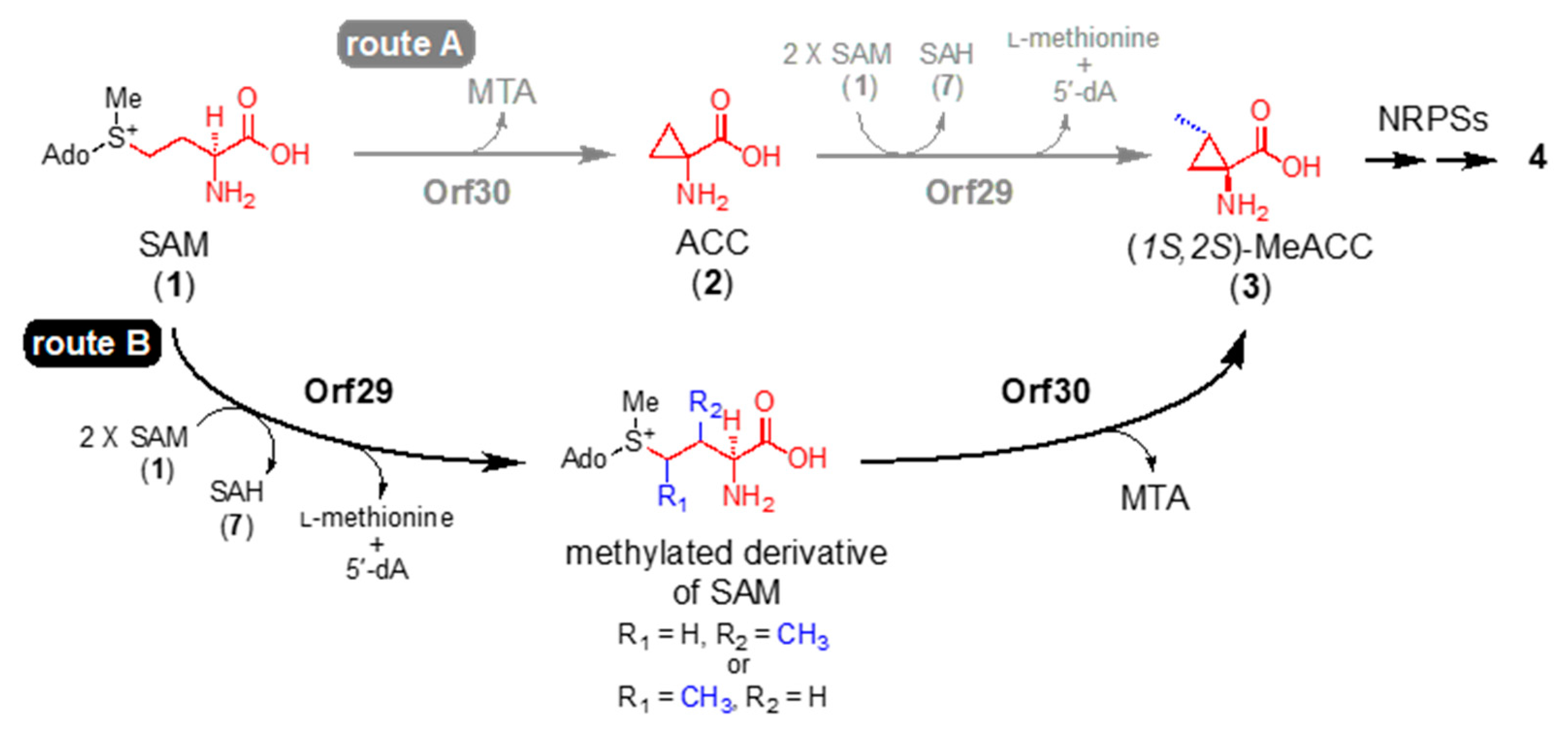 Biomolecules 10 00775 g004