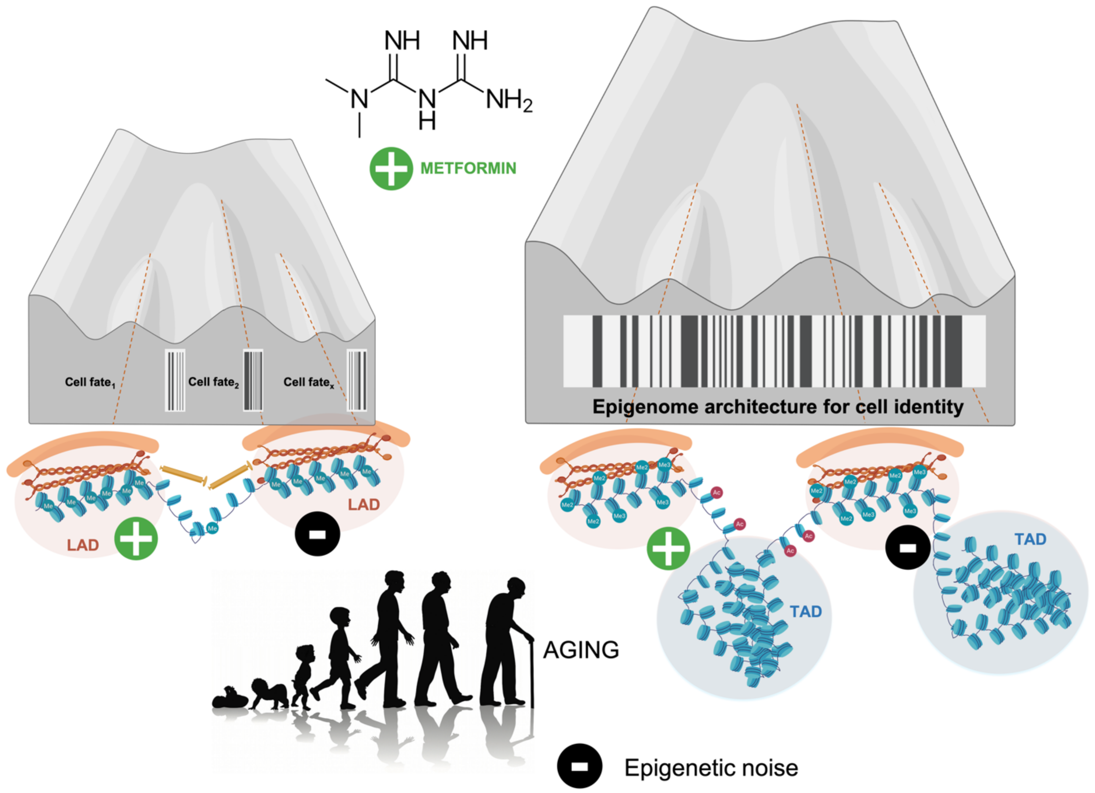 Biomolecules 10 00780 g003 Biomolecules 10 00780 g003
