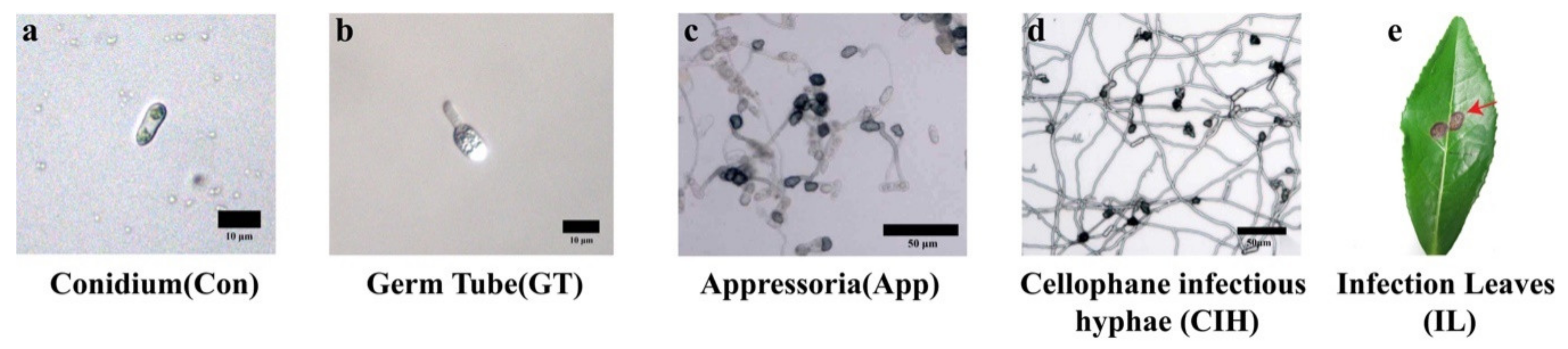 Biomolecules 10 00782 g001