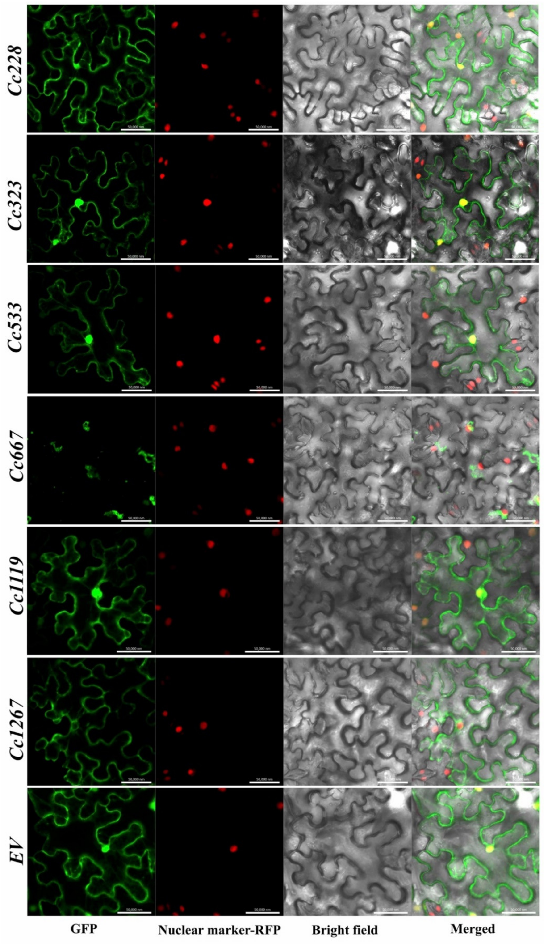 Biomolecules 10 00782 g007