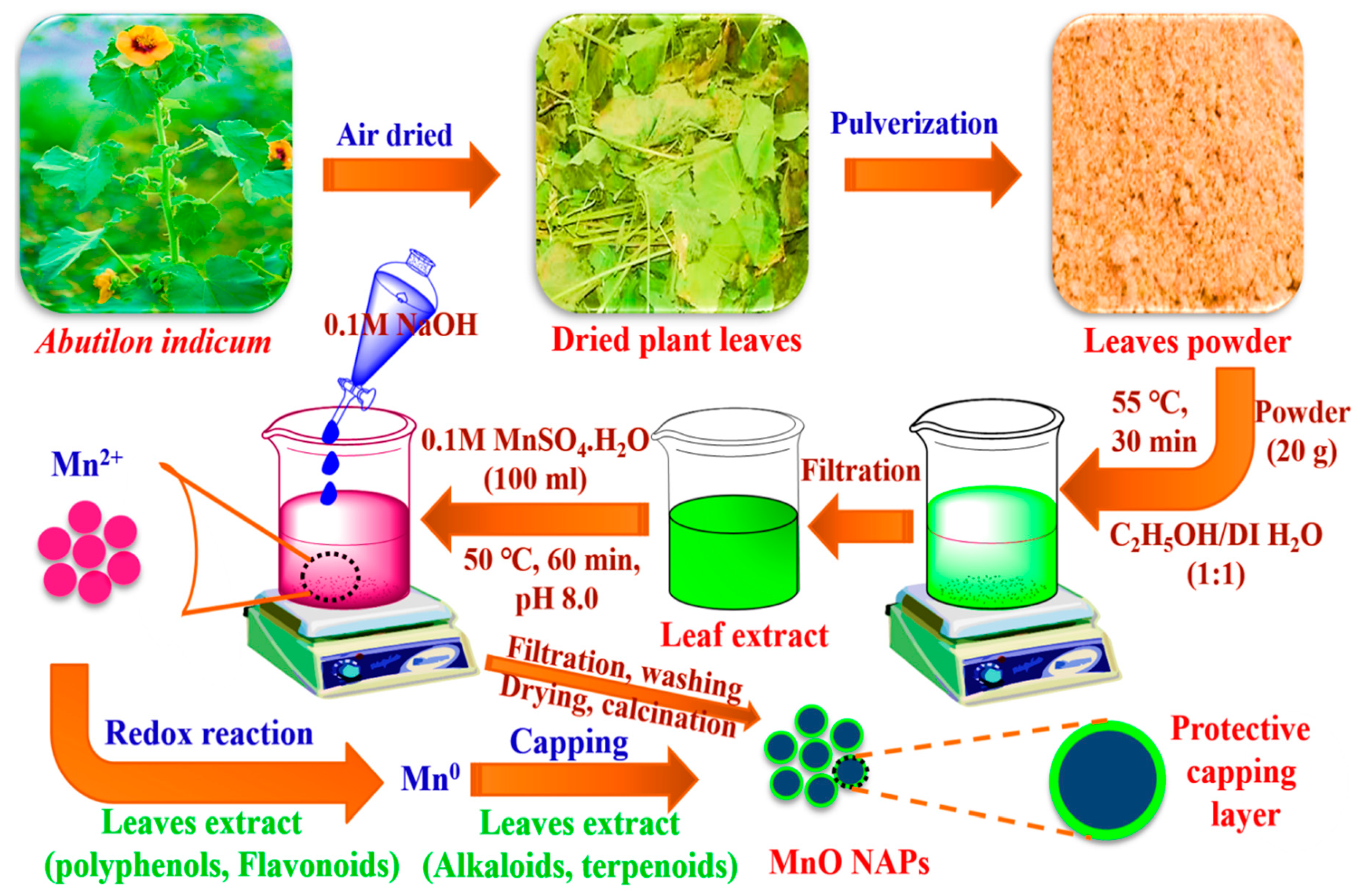 Biomolecules Free FullText Green Synthesis of MnO Nanoparticles