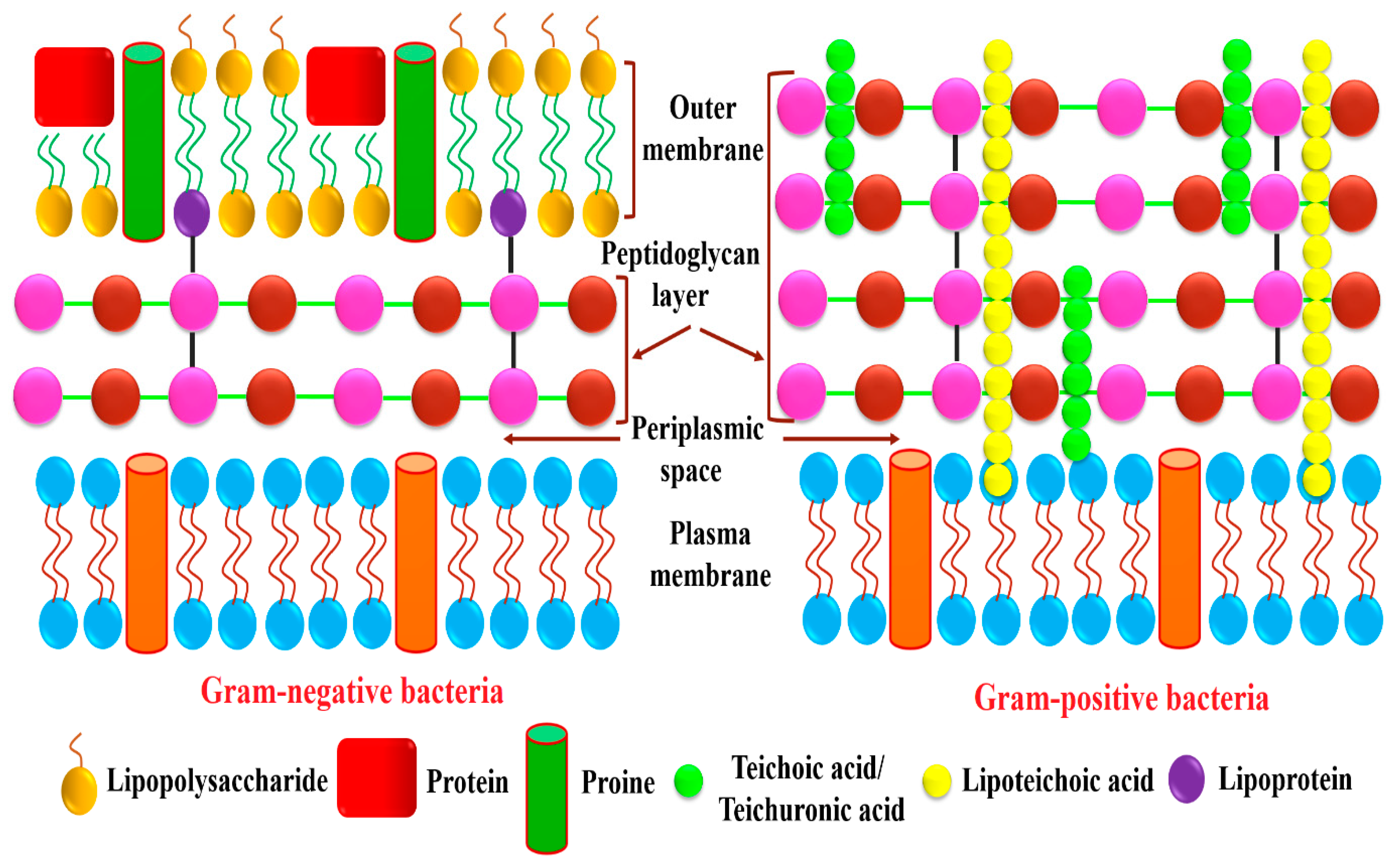 Biomolecules 10 00785 g005 Biomolecules 10 00785 g005