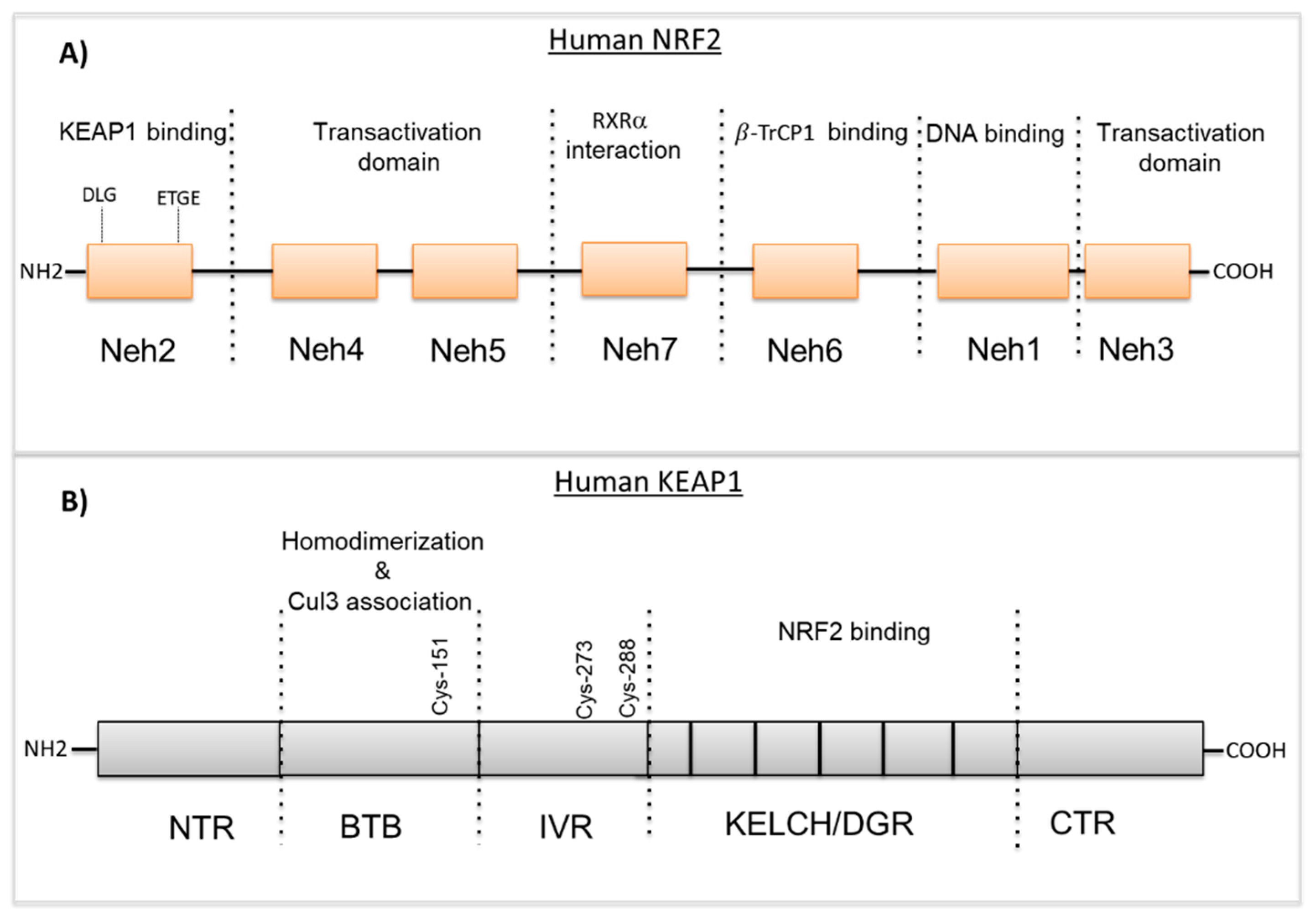 The NRF2/KEAP1 Axis in the Regulation of Tumor Metabolism