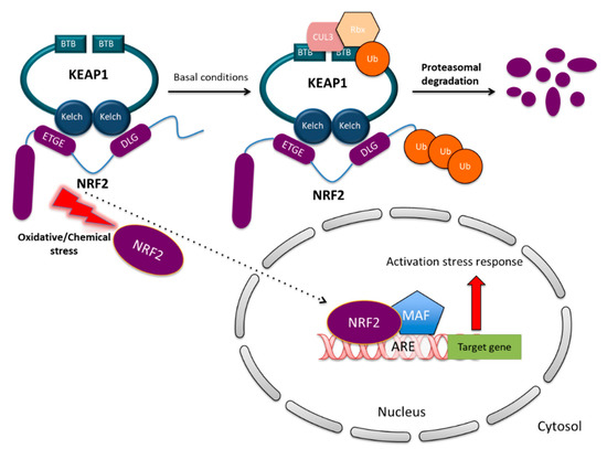 The NRF2/KEAP1 Axis in the Regulation of Tumor Metabolism