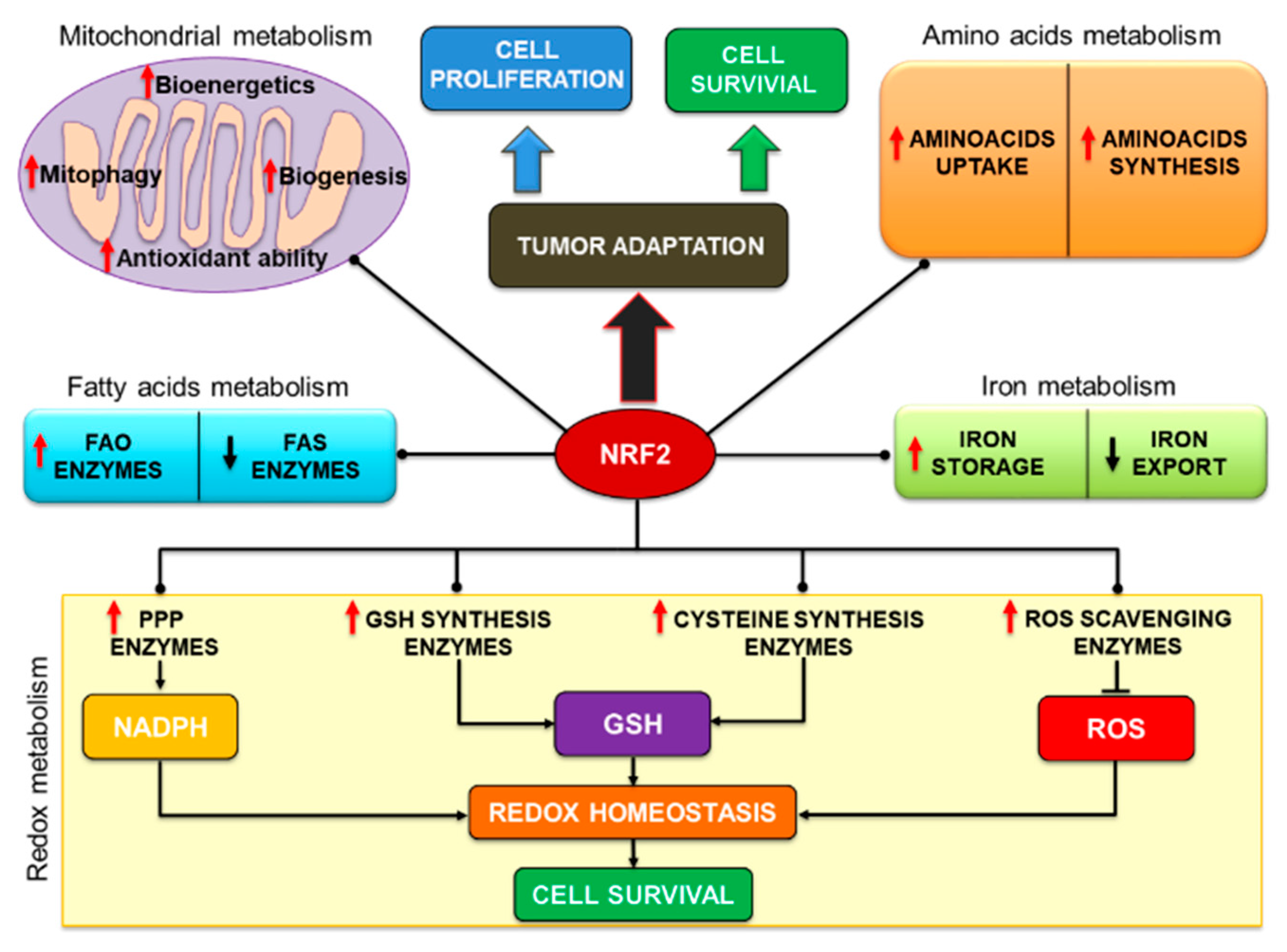 Biomolecules 10 00791 g003