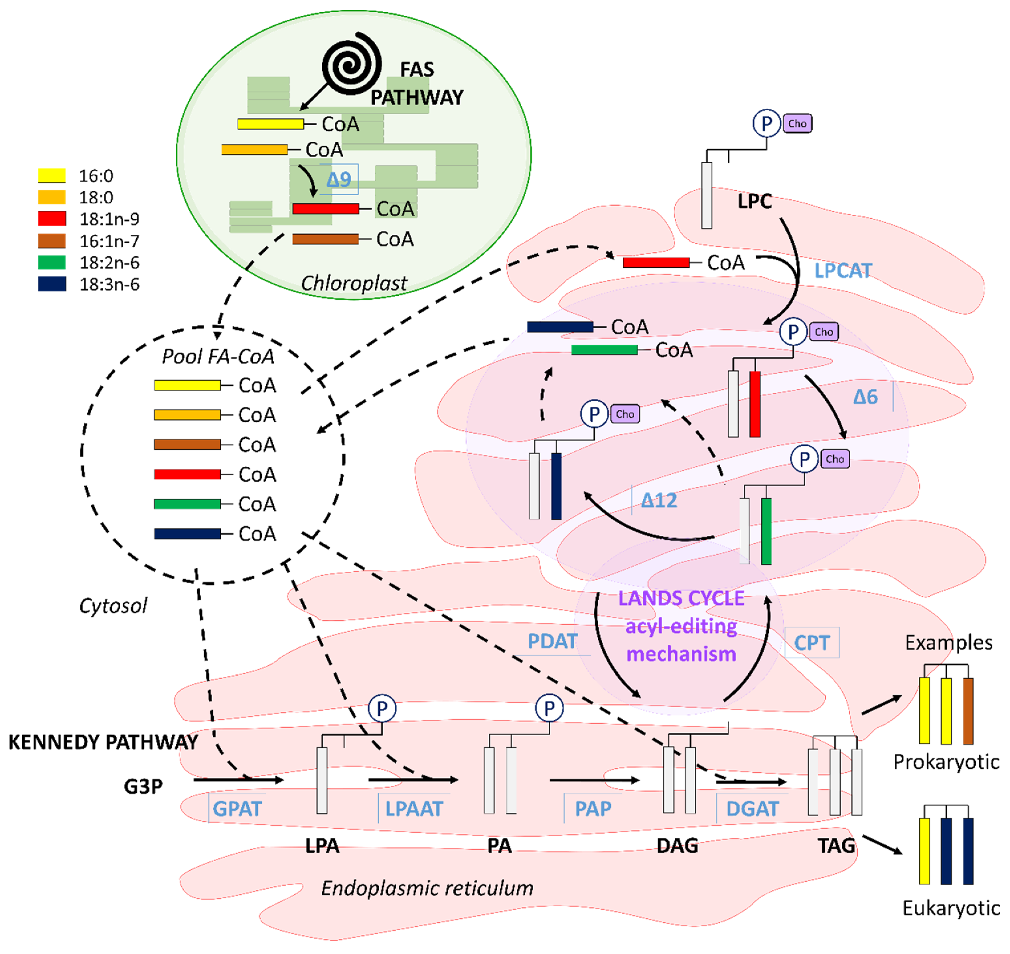 Biomolecules 10 00797 g012 Biomolecules 10 00797 g012