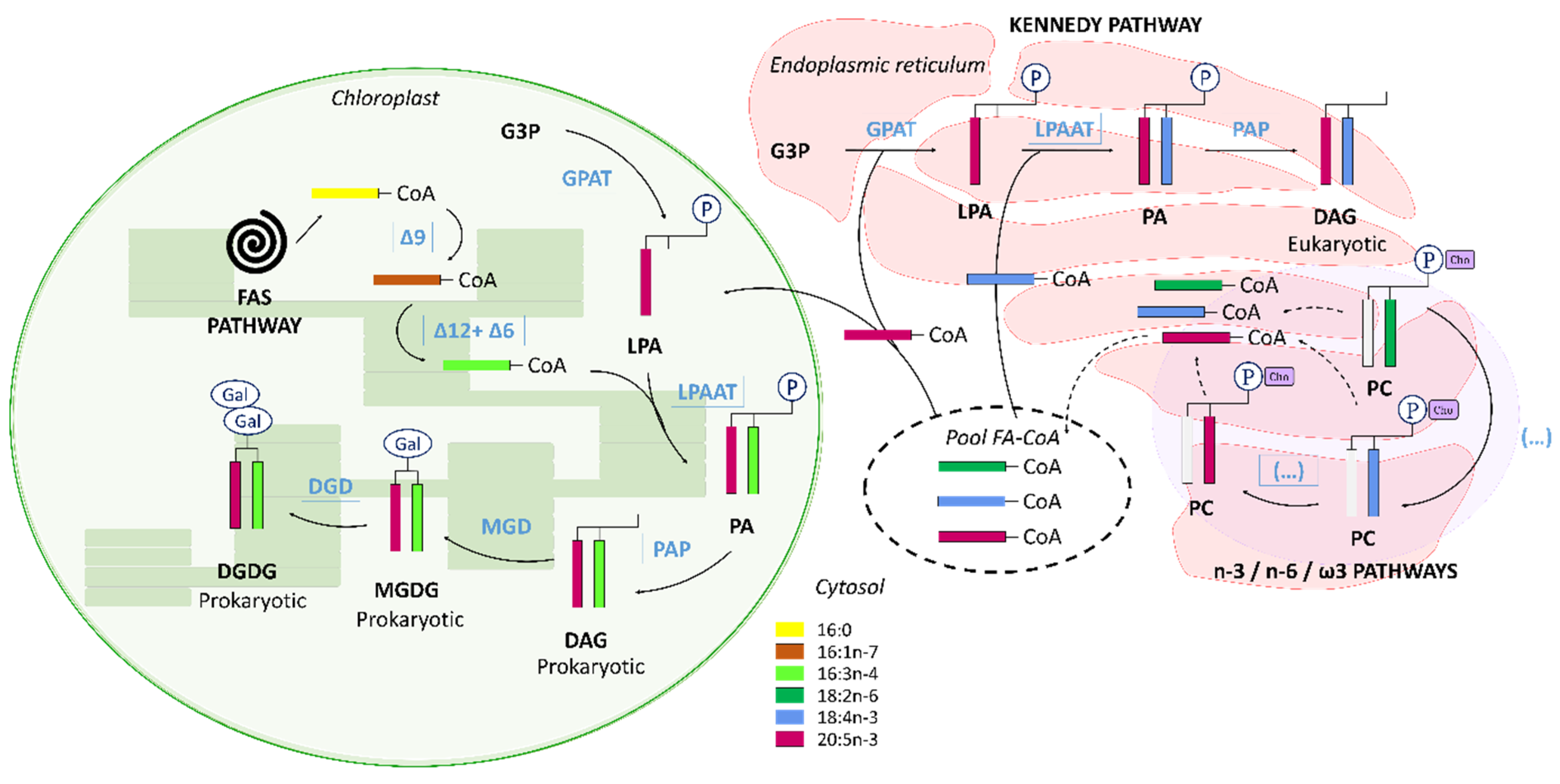 Biomolecules 10 00797 g013 Biomolecules 10 00797 g013