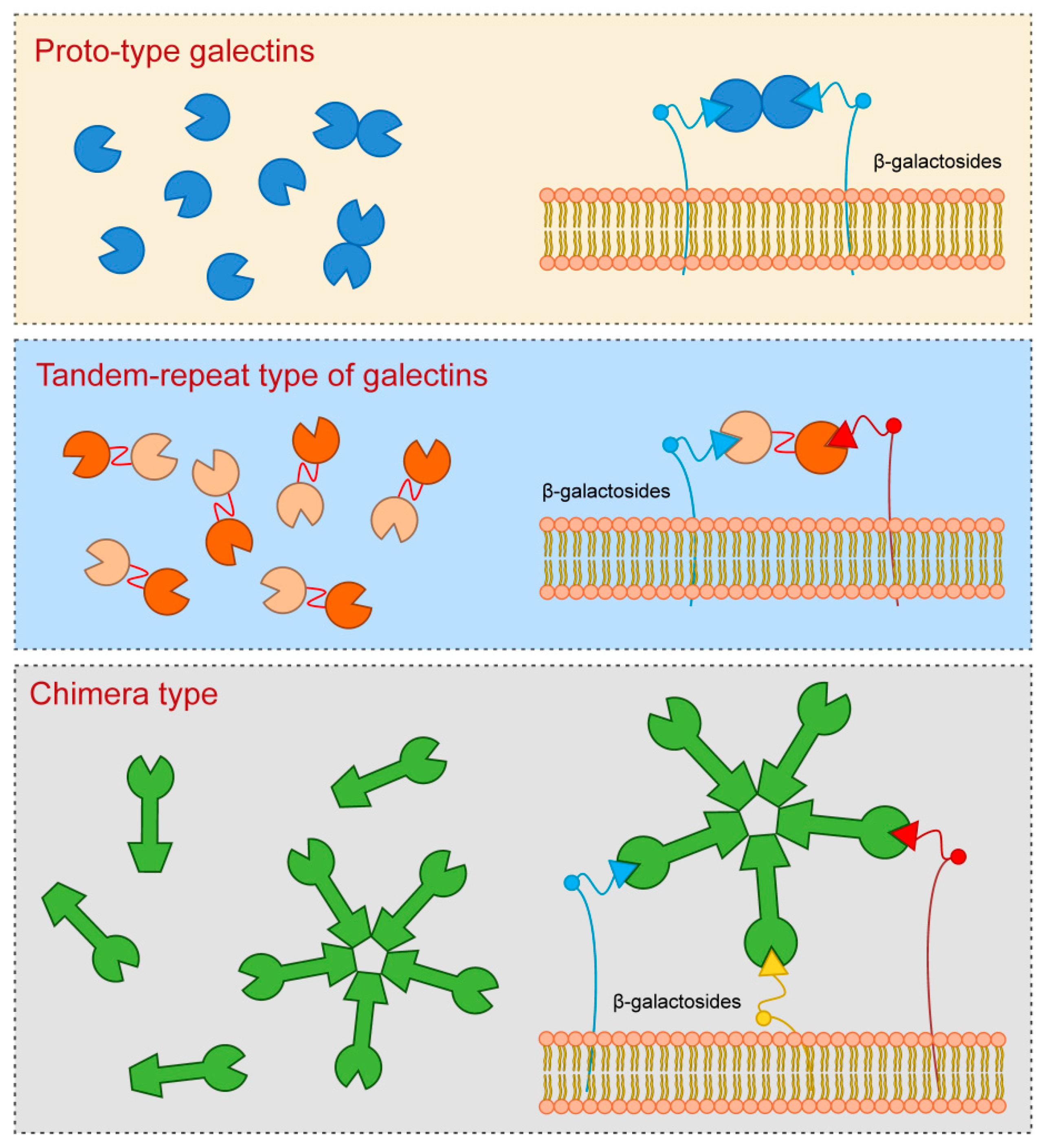 Biomolecules 10 00798 g001