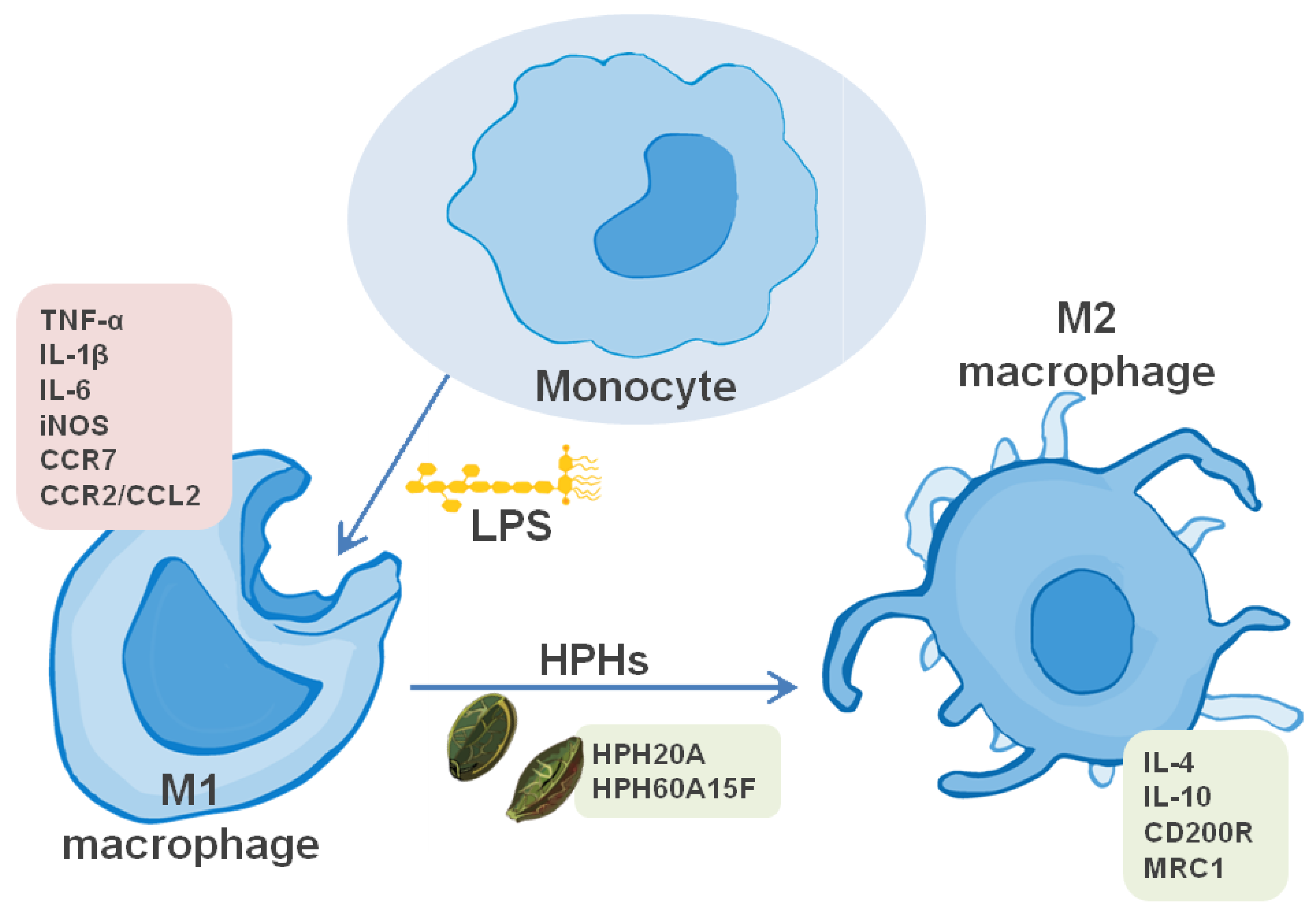 Biomolecules 10 00803 g005 Biomolecules 10 00803 g005