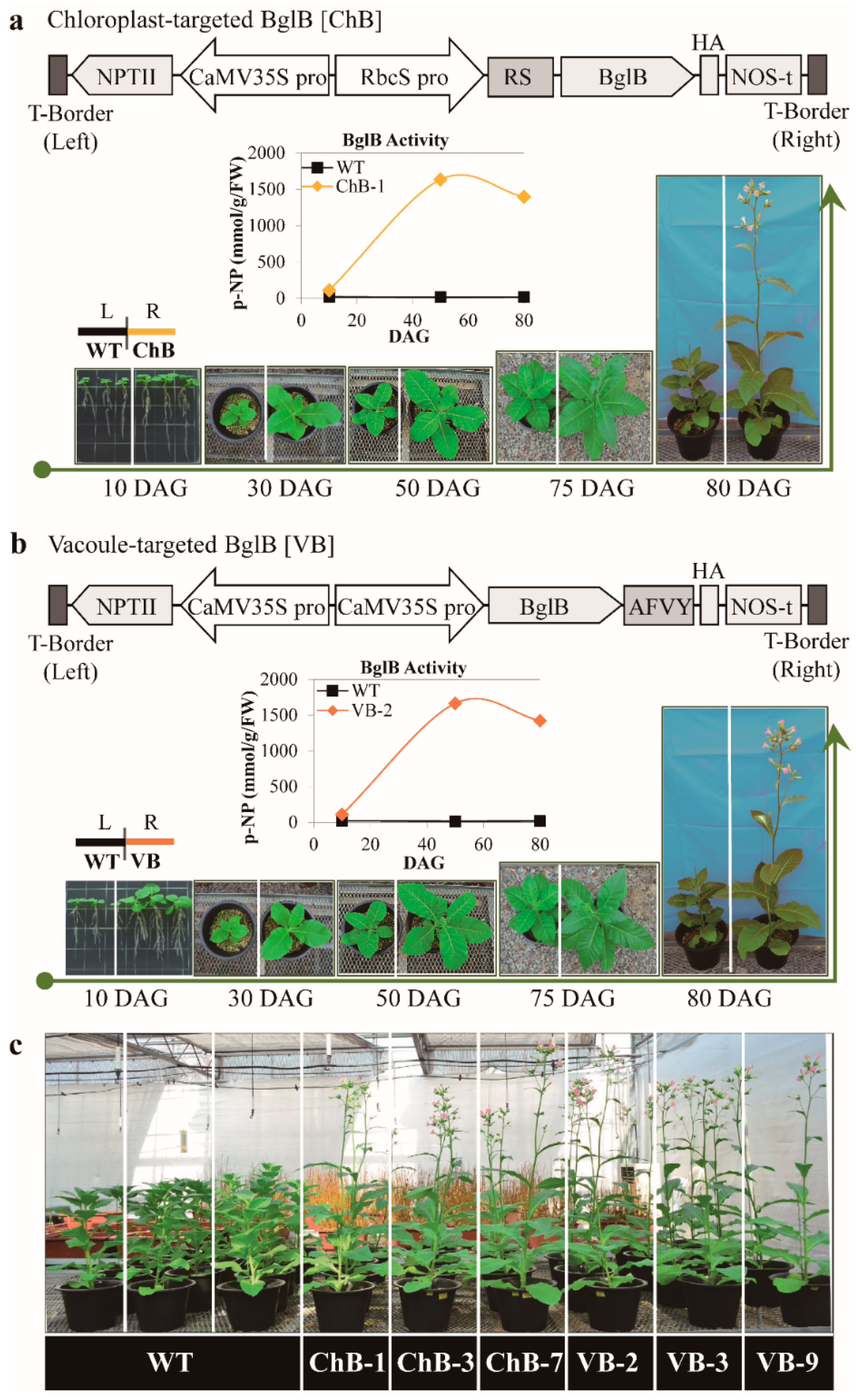 Biomolecules 10 00806 g001 Biomolecules 10 00806 g001