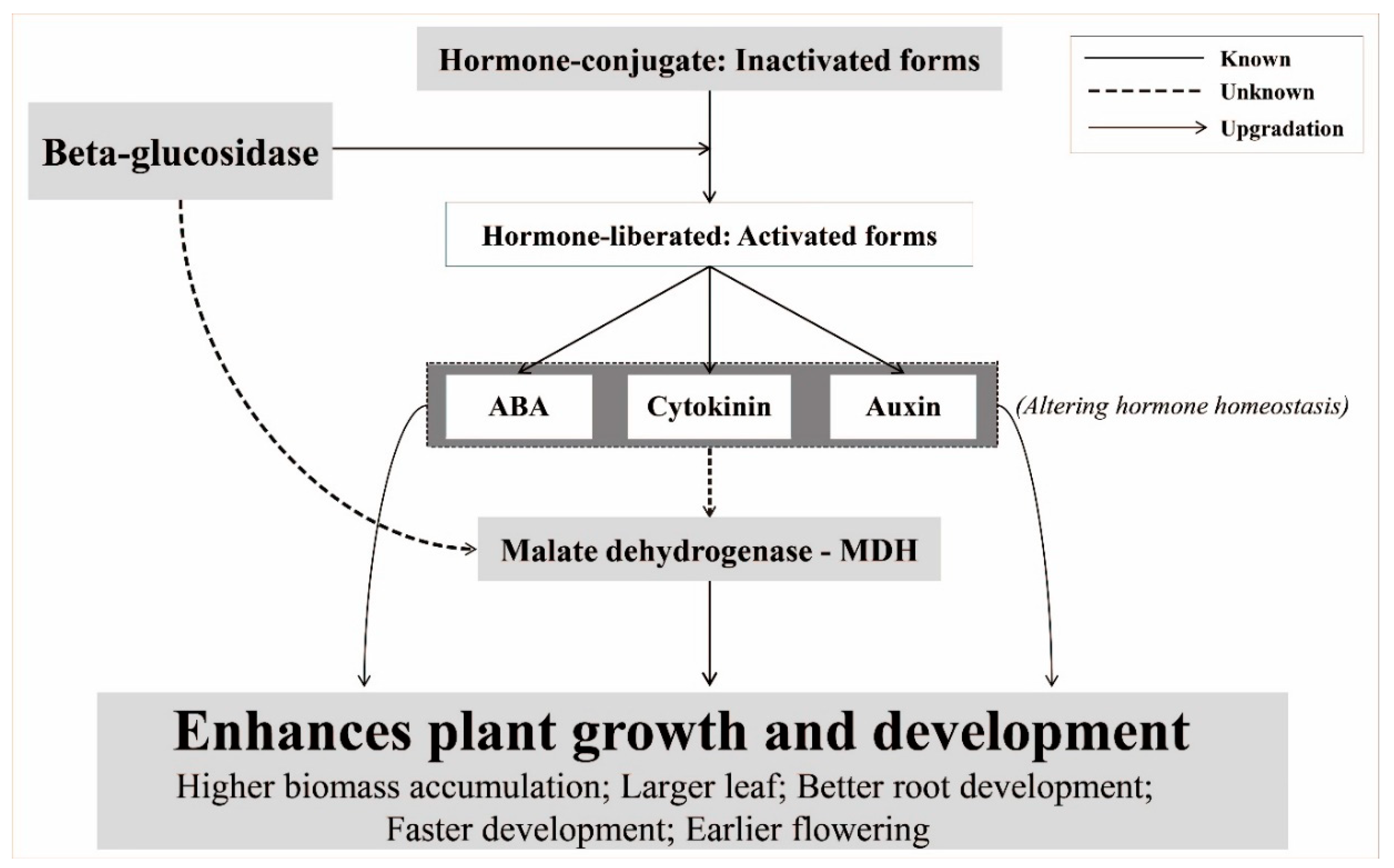 Biomolecules 10 00806 g004 Biomolecules 10 00806 g004