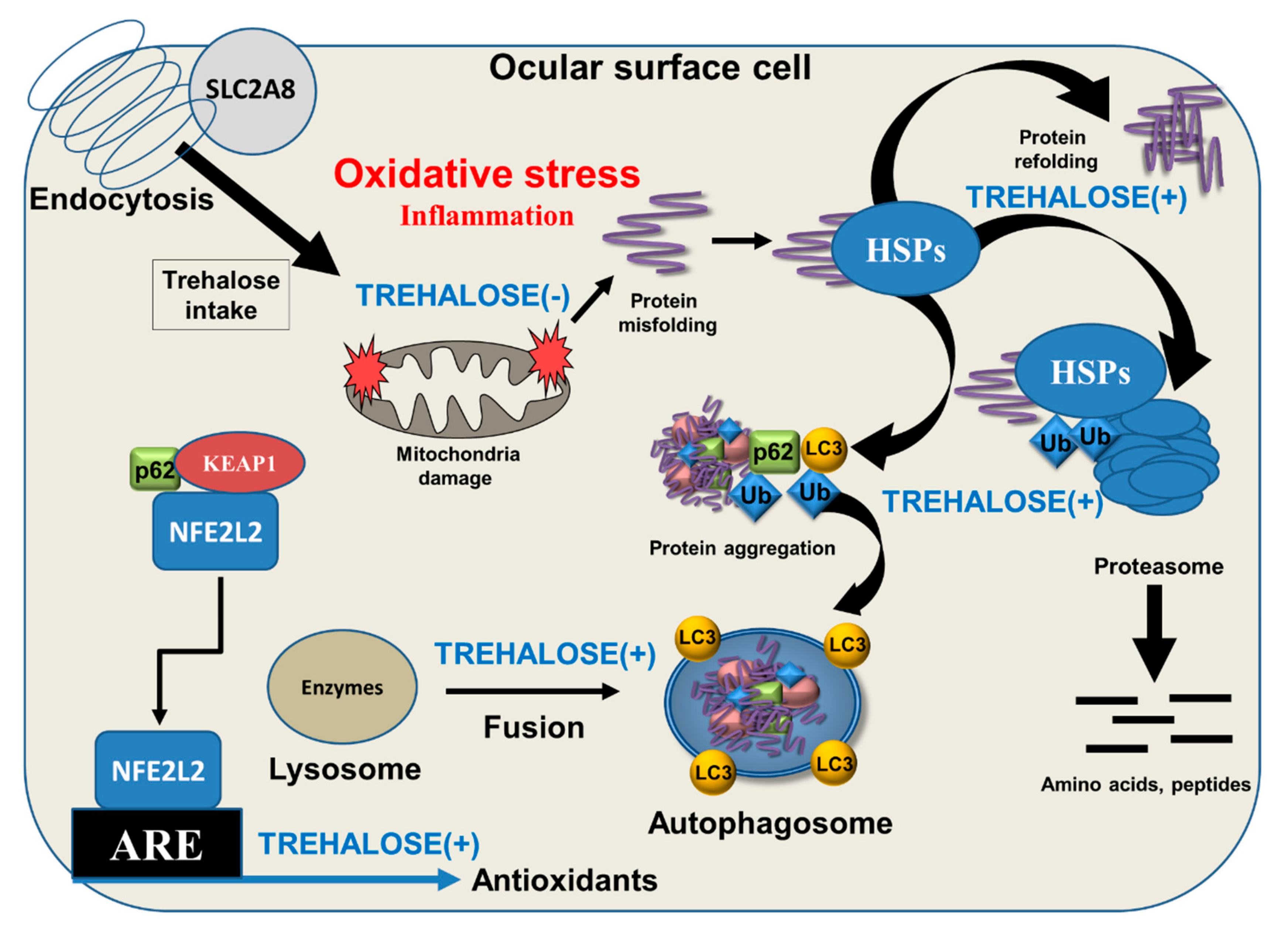 Biomolecules 10 00809 g002 Biomolecules 10 00809 g002