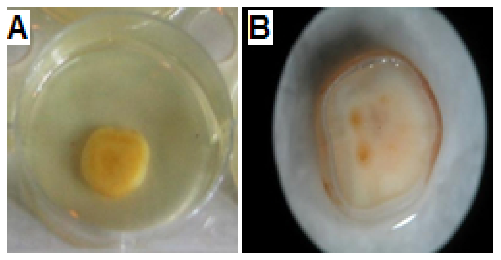 Biomolecules 10 00811 g006 Biomolecules 10 00811 g006