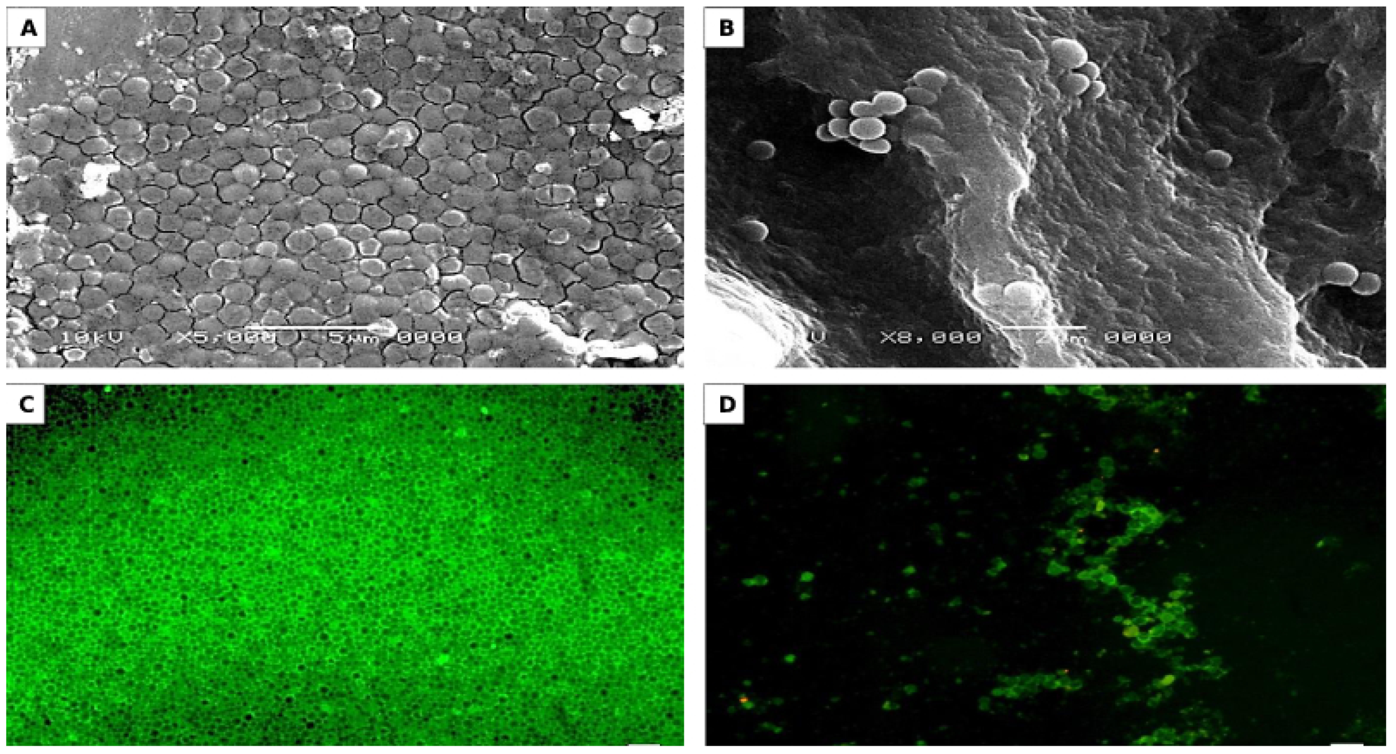 Biomolecules 10 00811 g007 Biomolecules 10 00811 g007