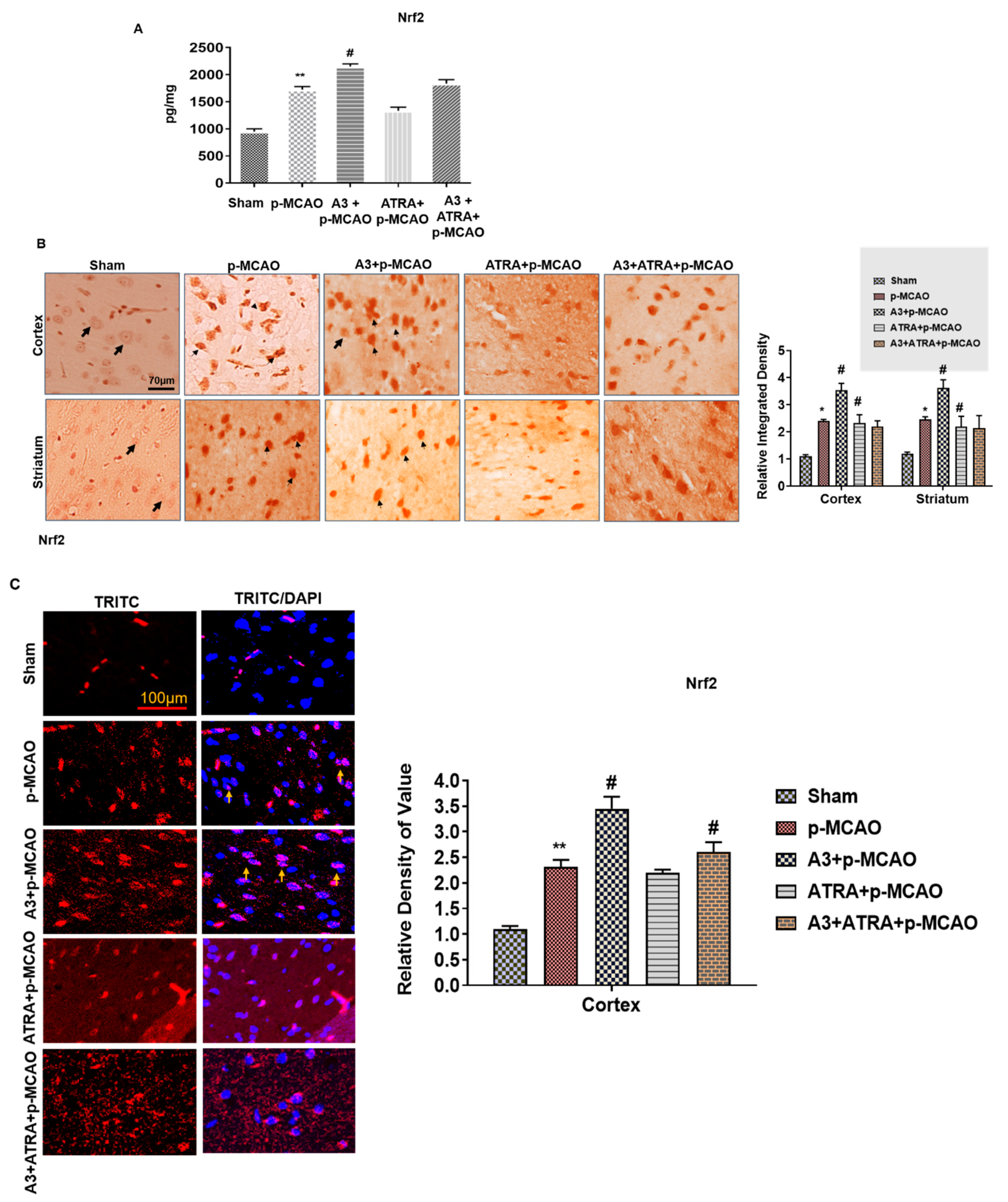 Biomolecules 10 00816 g005a Biomolecules 10 00816 g005a