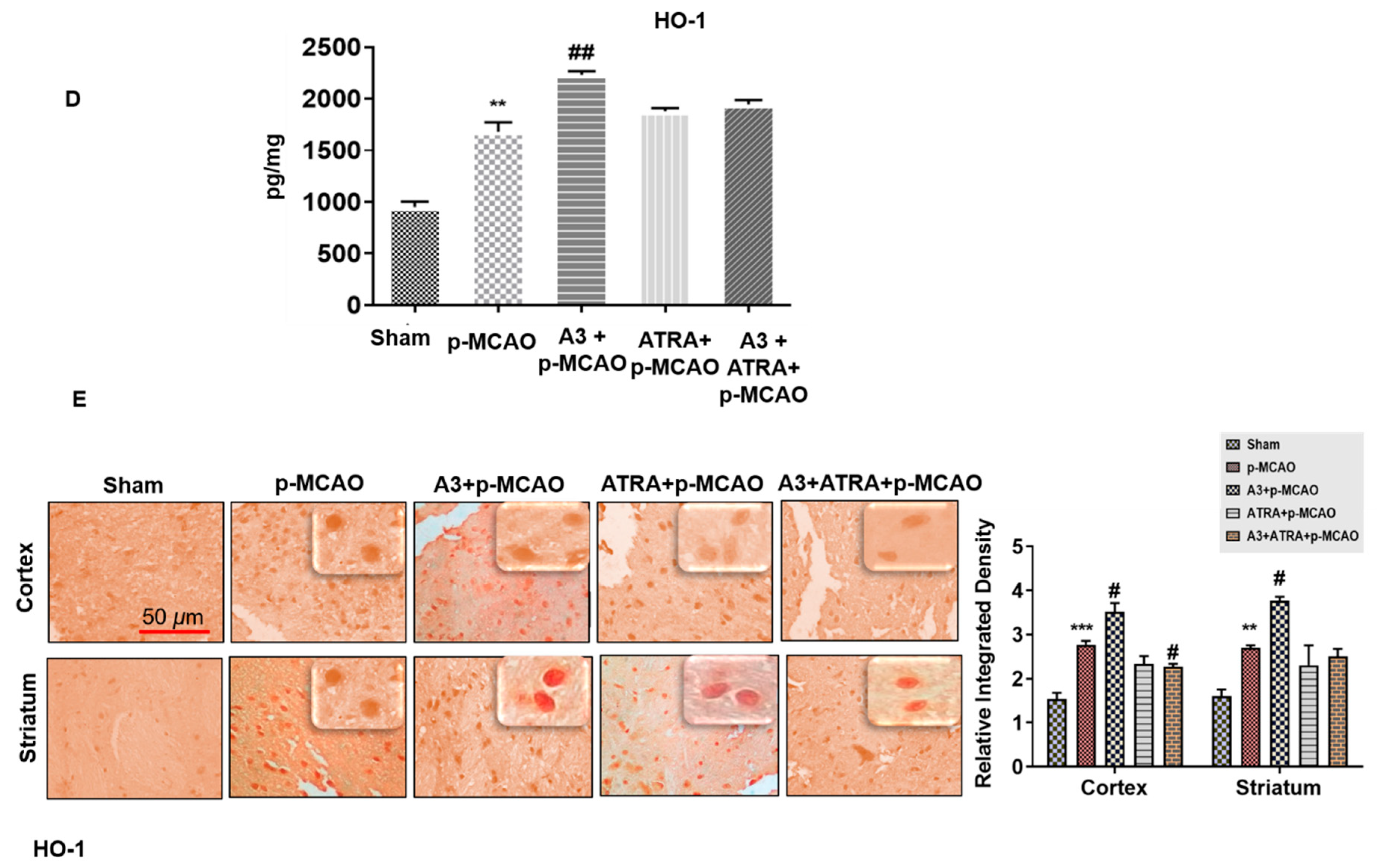 Biomolecules 10 00816 g005b Biomolecules 10 00816 g005b