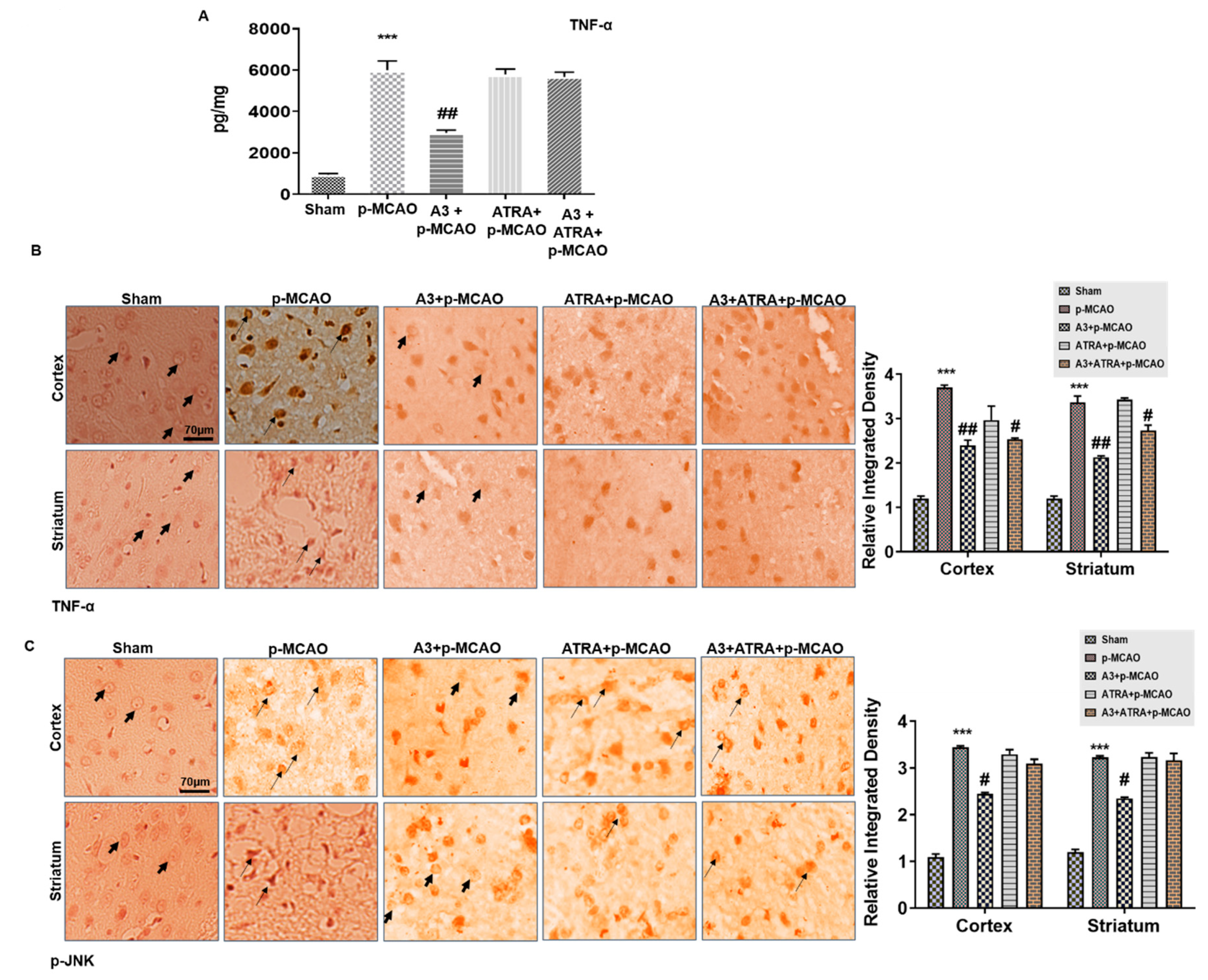 Biomolecules 10 00816 g006 Biomolecules 10 00816 g006