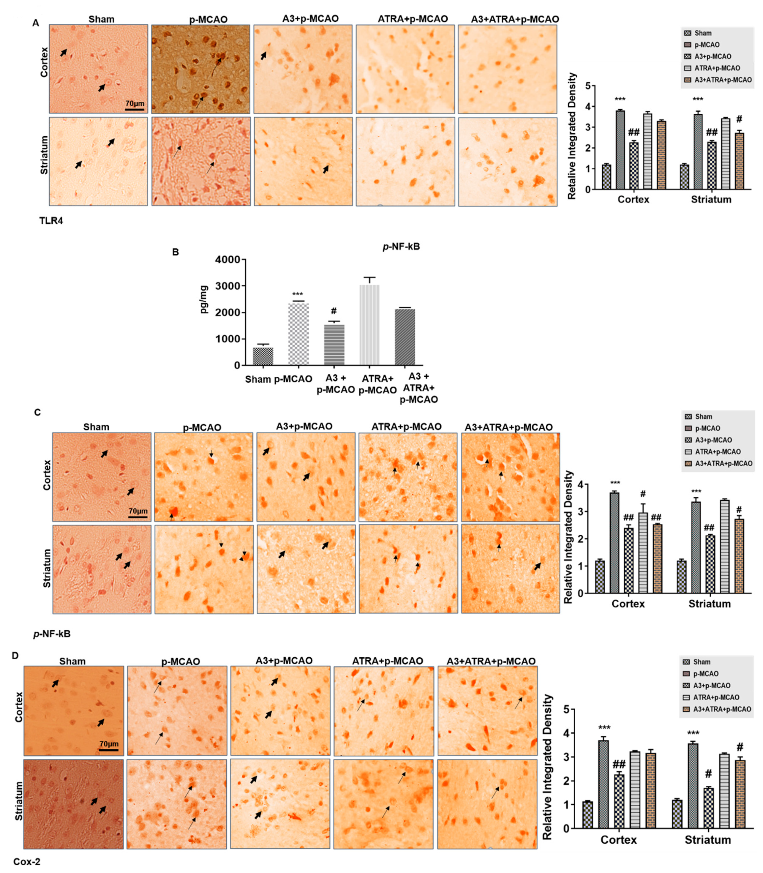 Biomolecules 10 00816 g007 Biomolecules 10 00816 g007