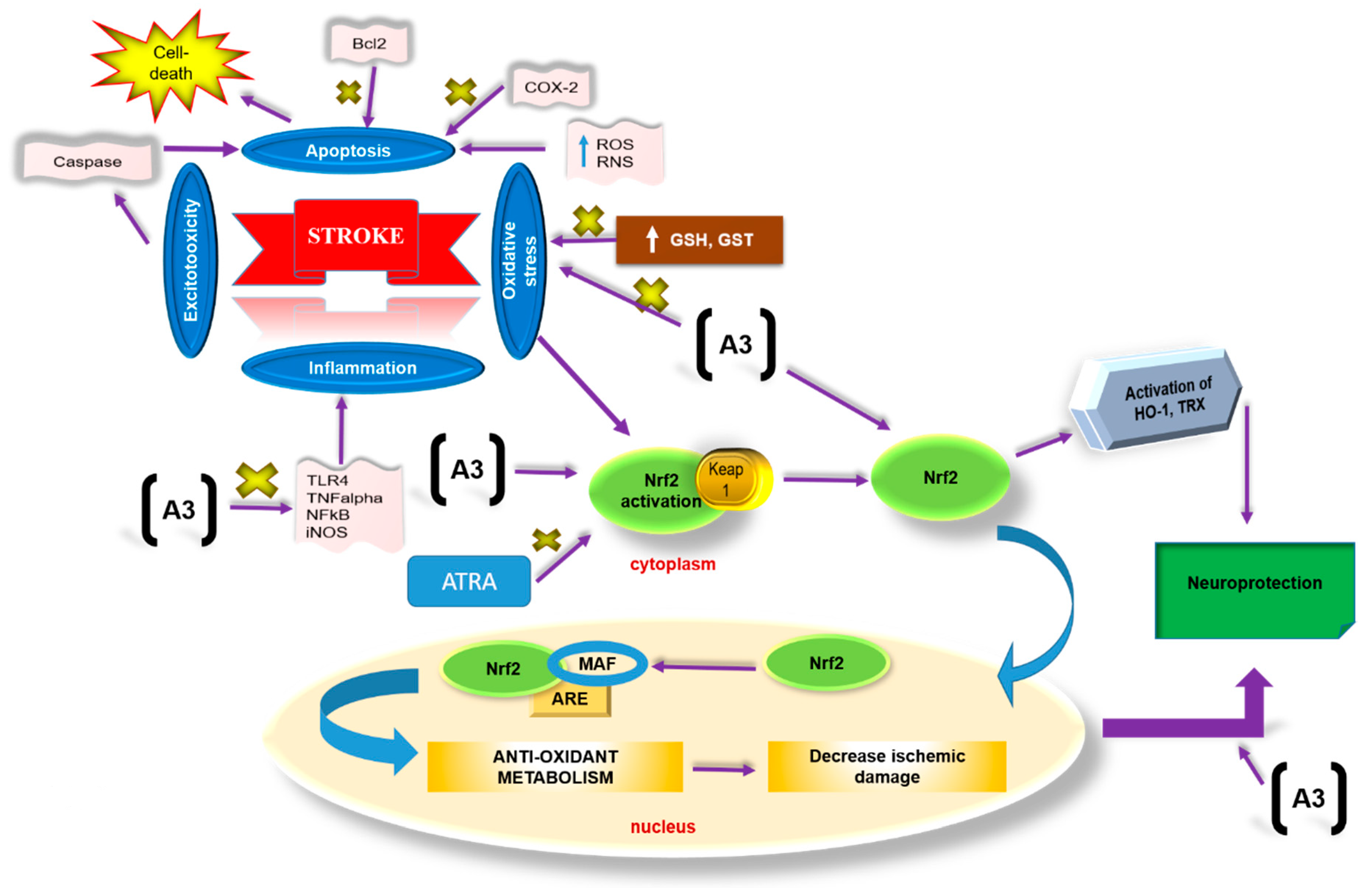 Biomolecules 10 00816 g008 Biomolecules 10 00816 g008