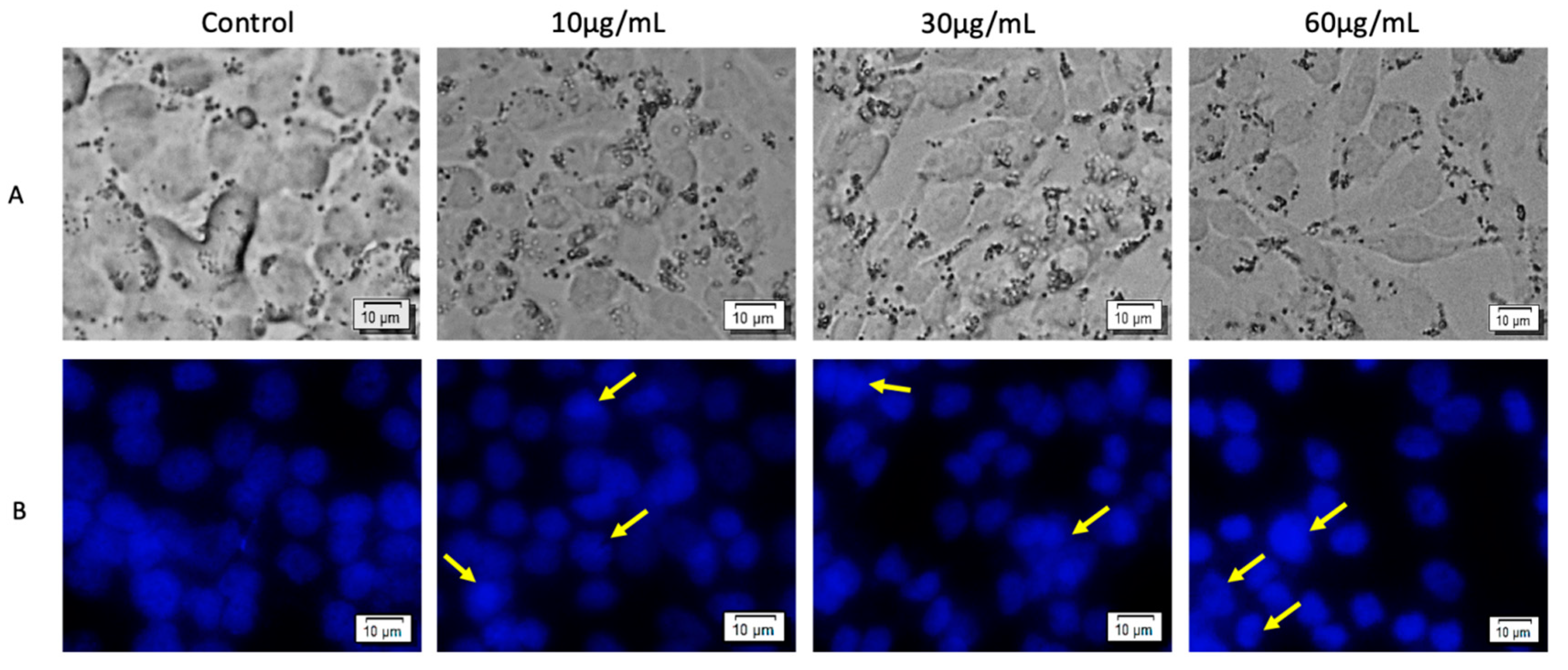 Biomolecules 10 00818 g004