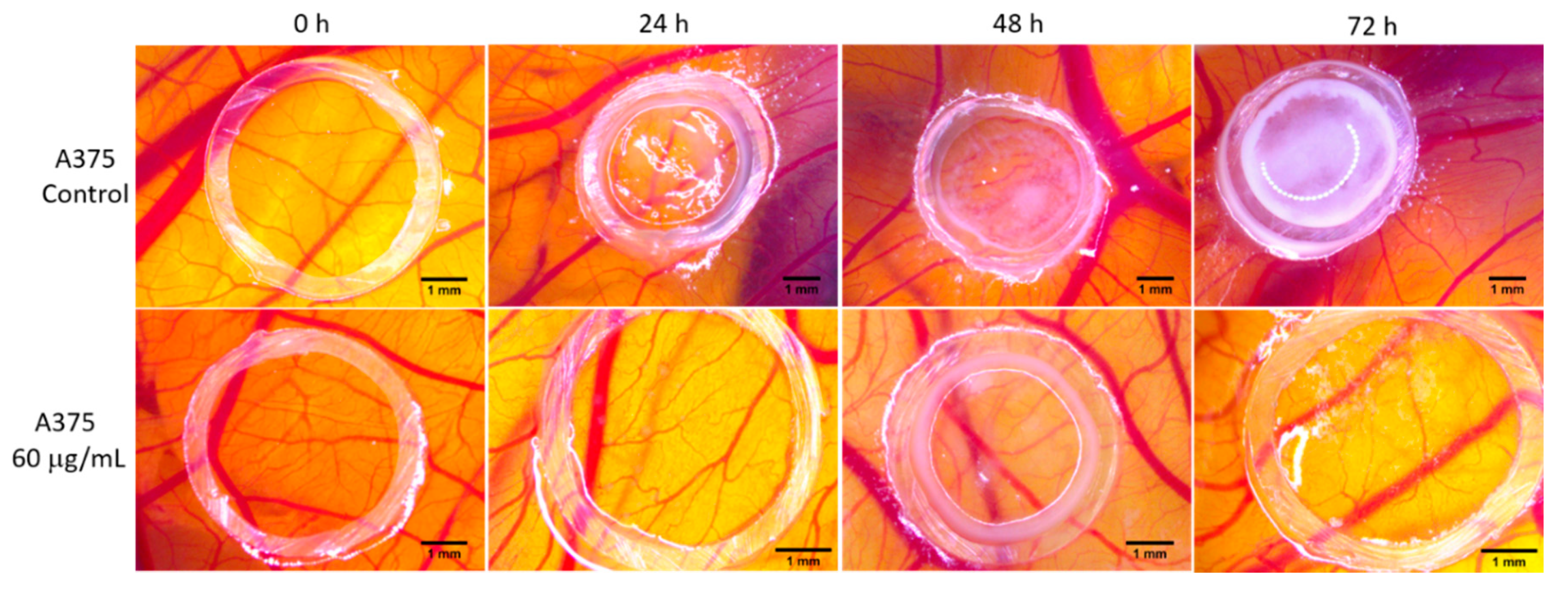 Biomolecules 10 00818 g008