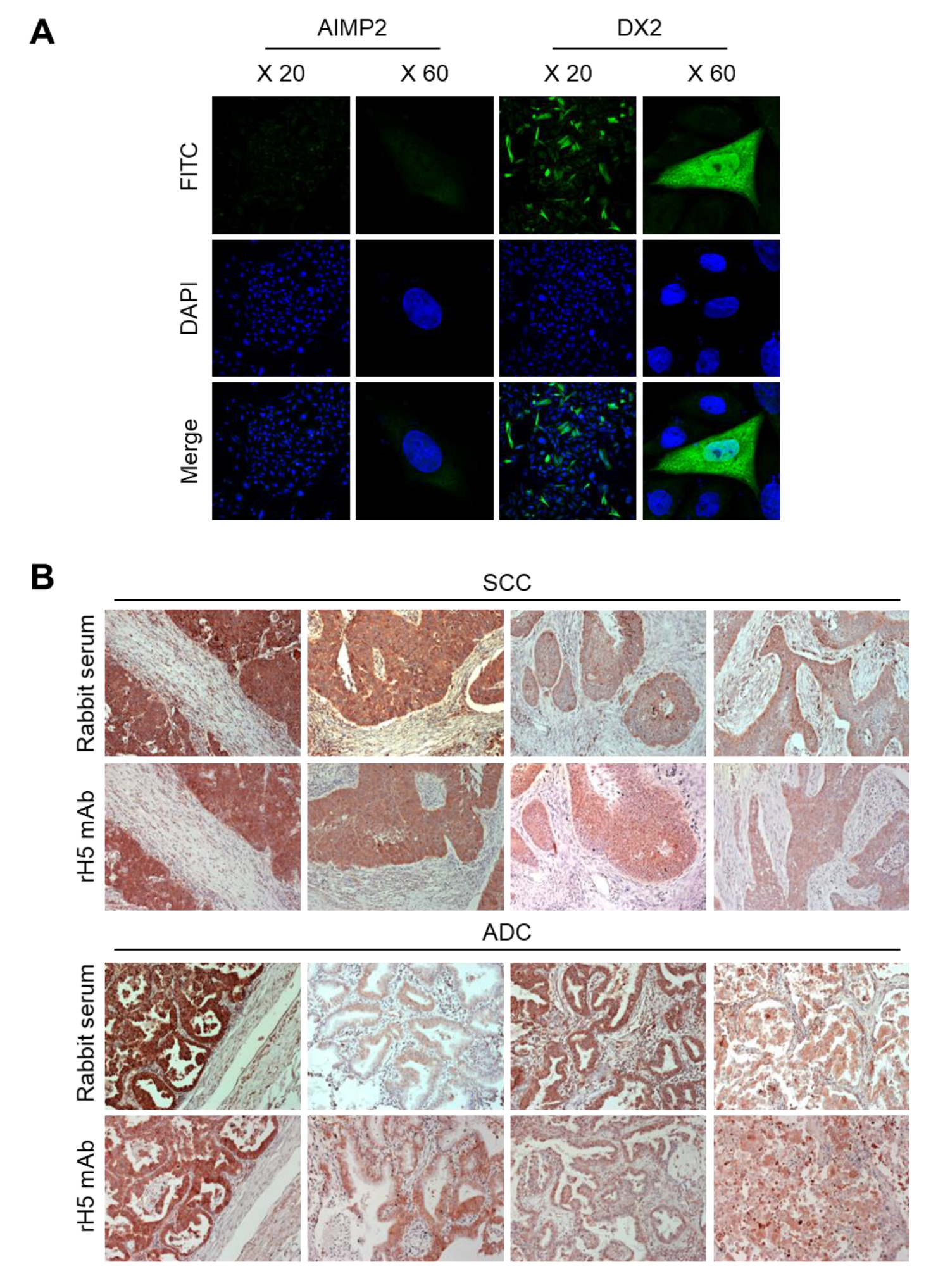 Biomolecules 10 00820 g005
