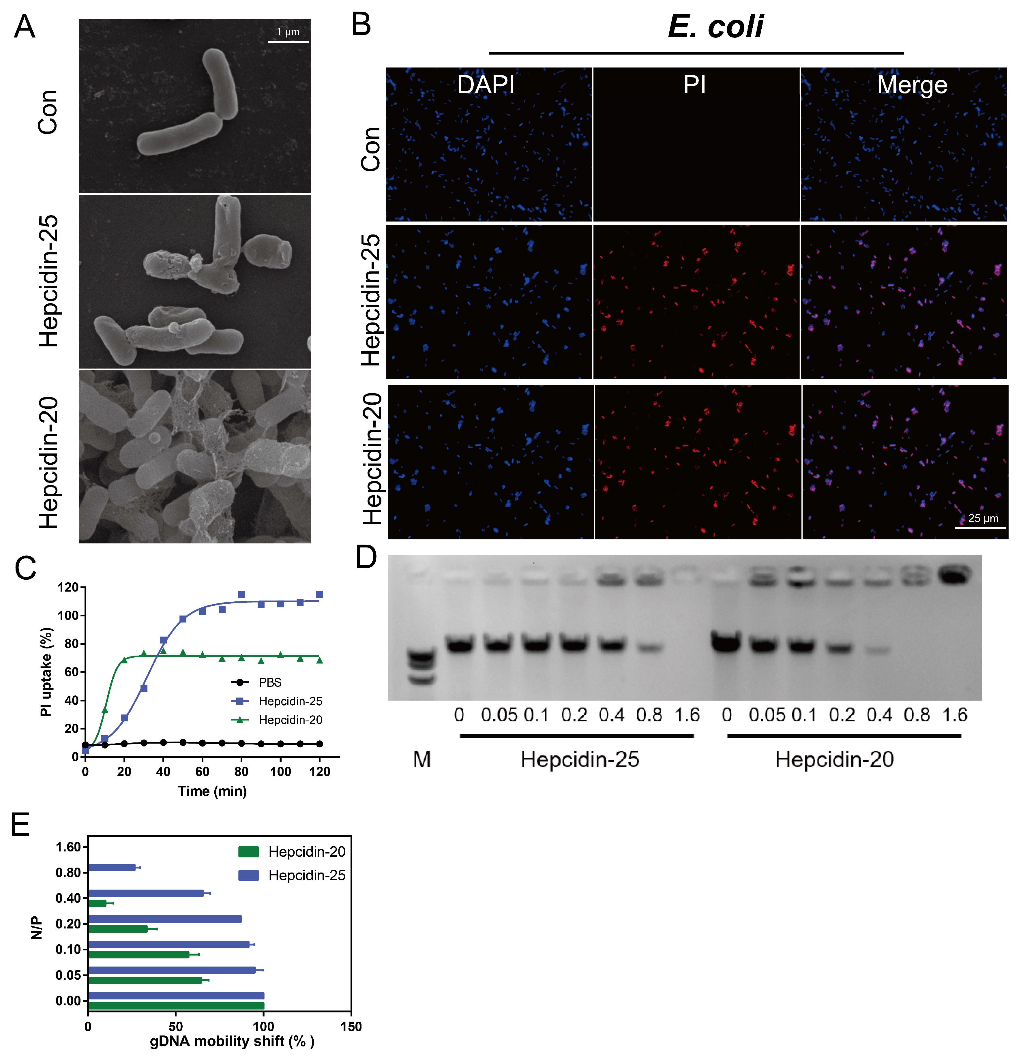 Biomolecules 10 00825 g005 Biomolecules 10 00825 g005
