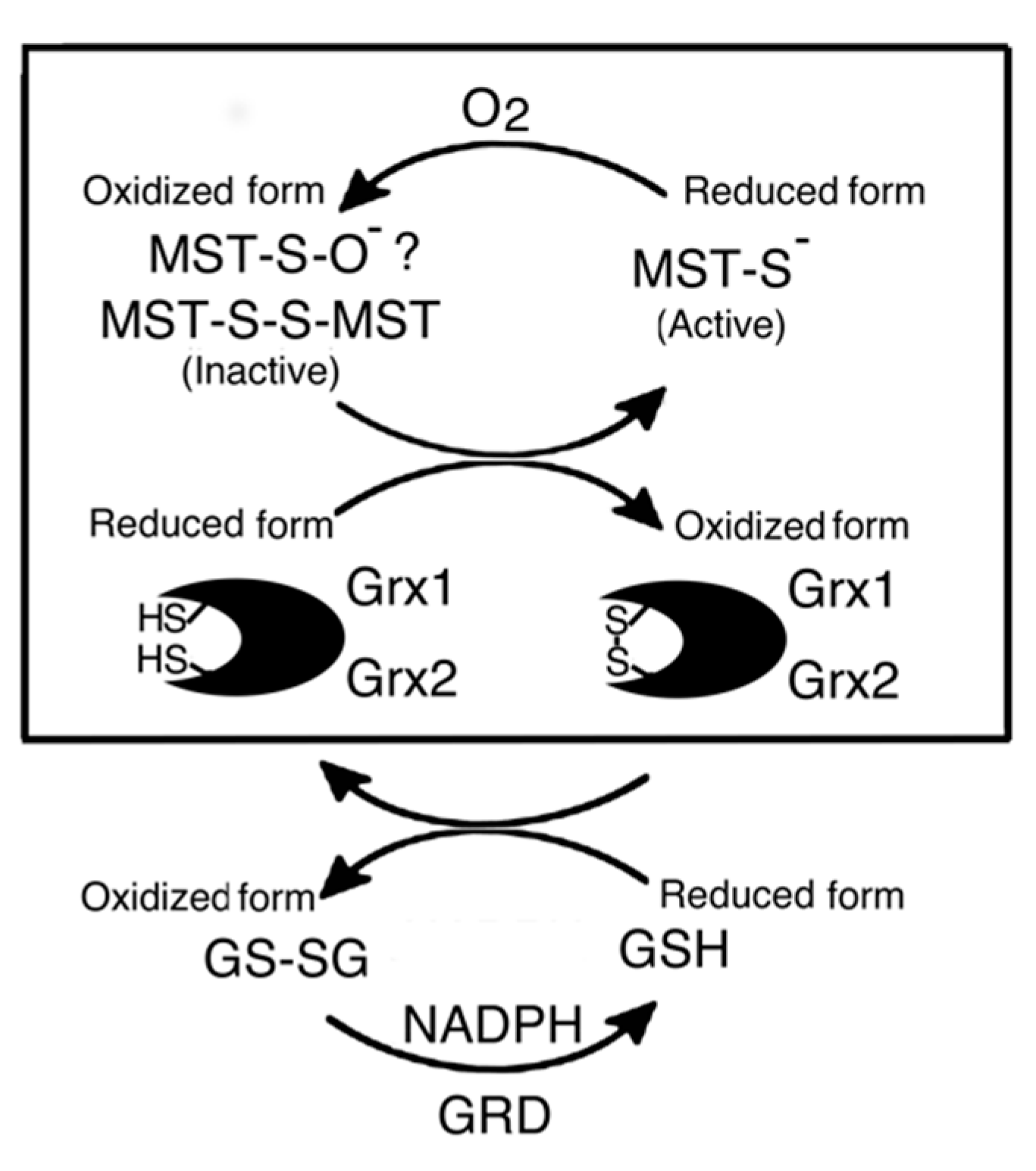 Biomolecules 10 00826 g006 Biomolecules 10 00826 g006