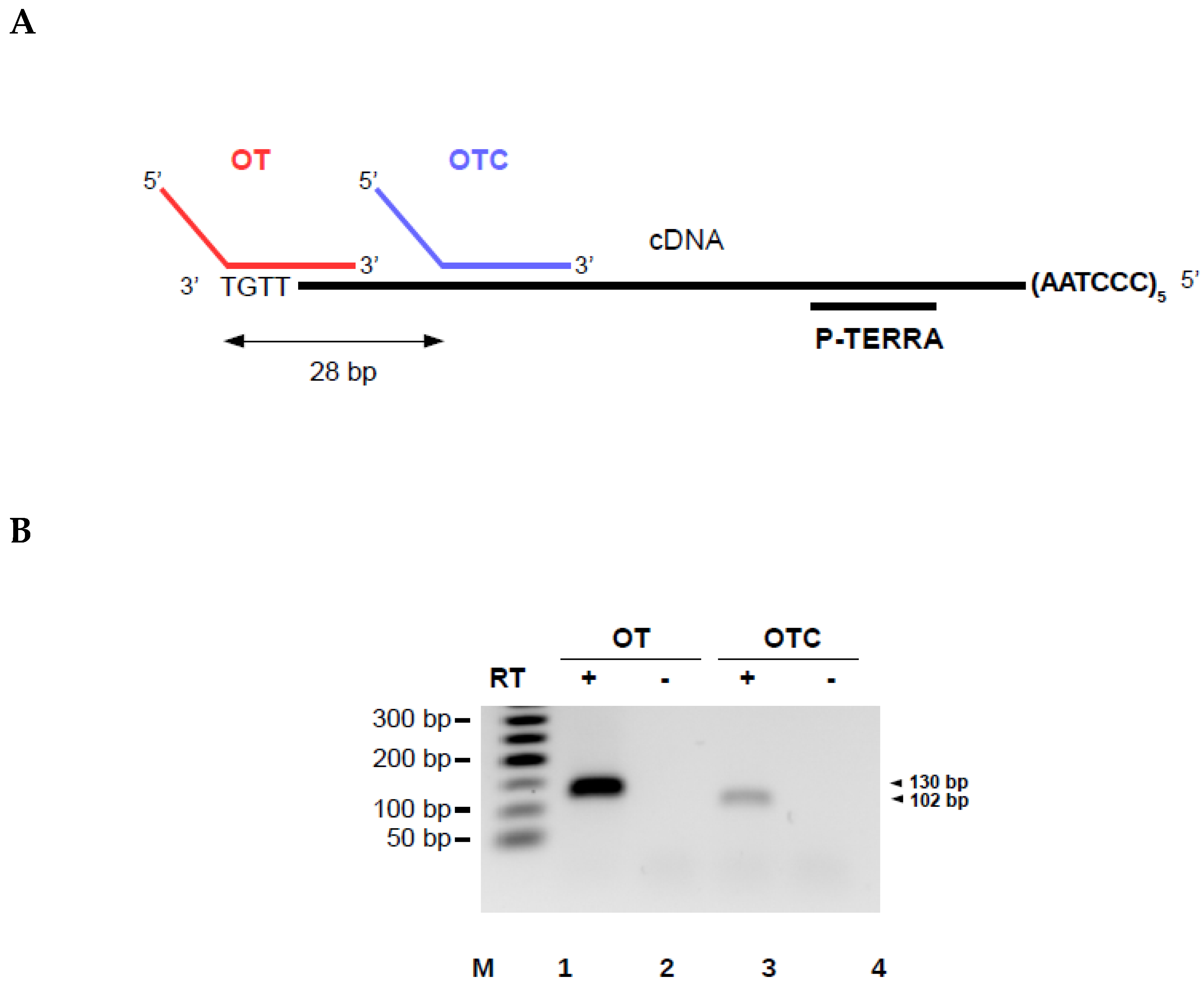 Biomolecules 10 00827 g003a Biomolecules 10 00827 g003a