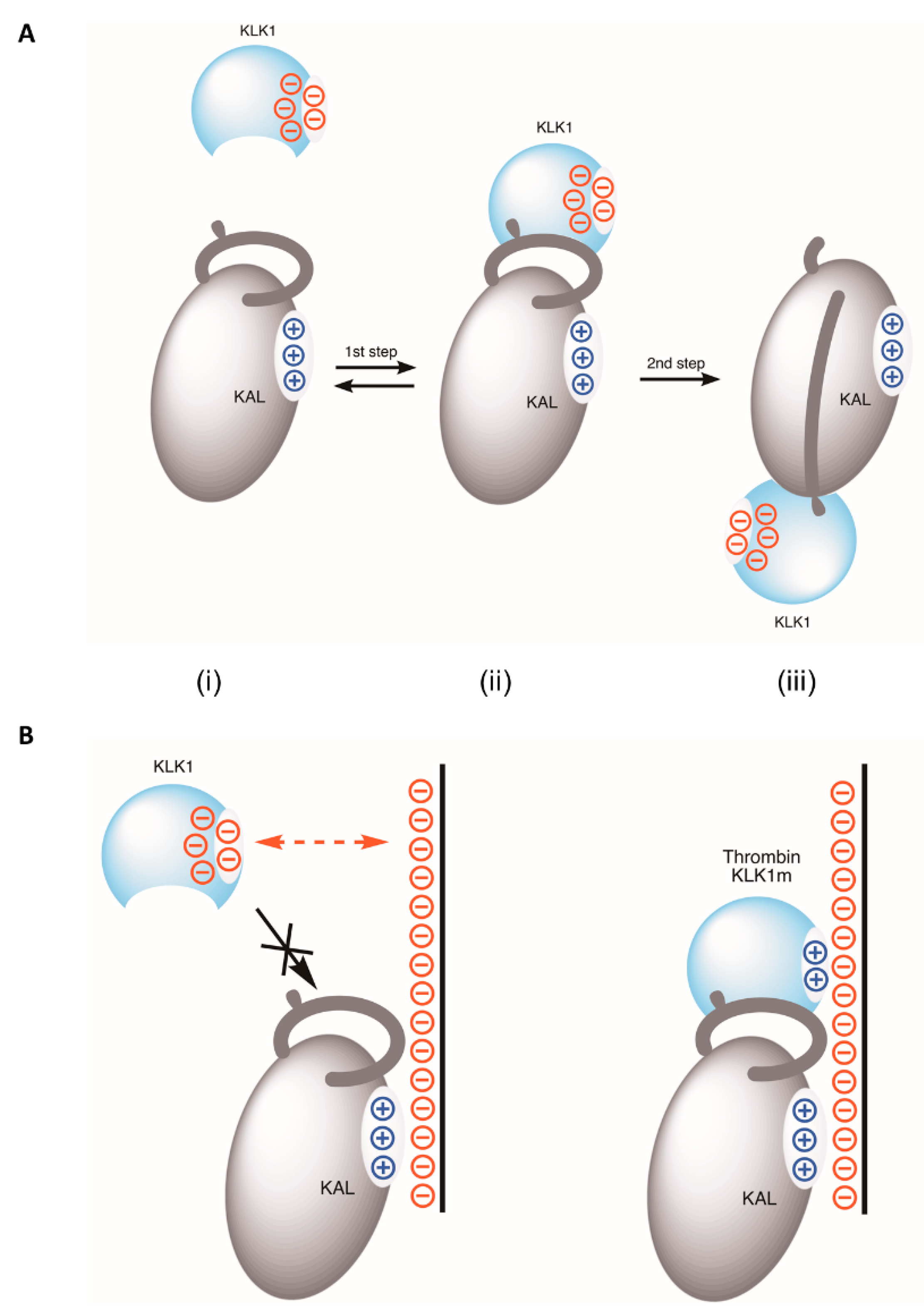 Biomolecules 10 00828 g005 Biomolecules 10 00828 g005