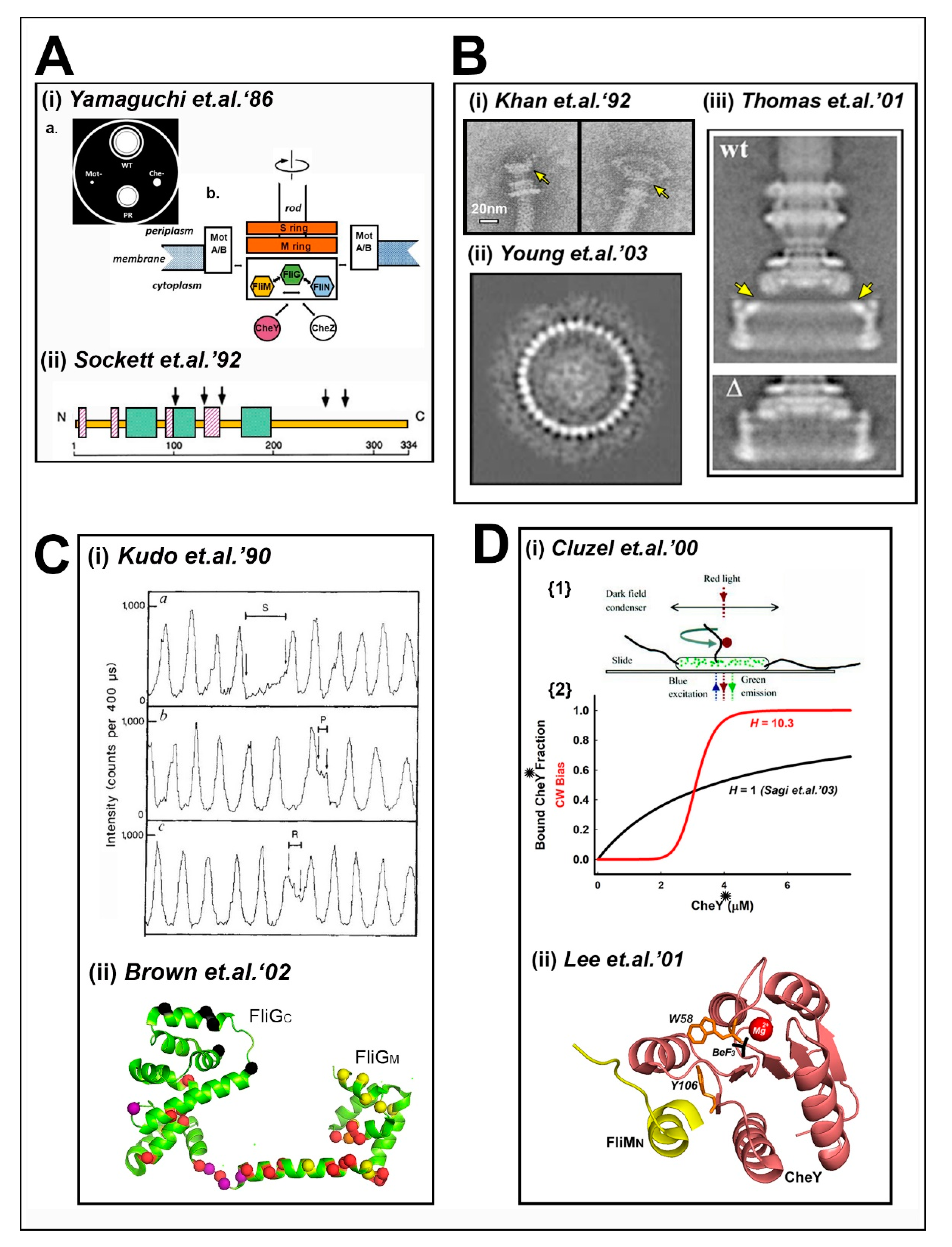 Biomolecules 10 00833 g001 Biomolecules 10 00833 g001