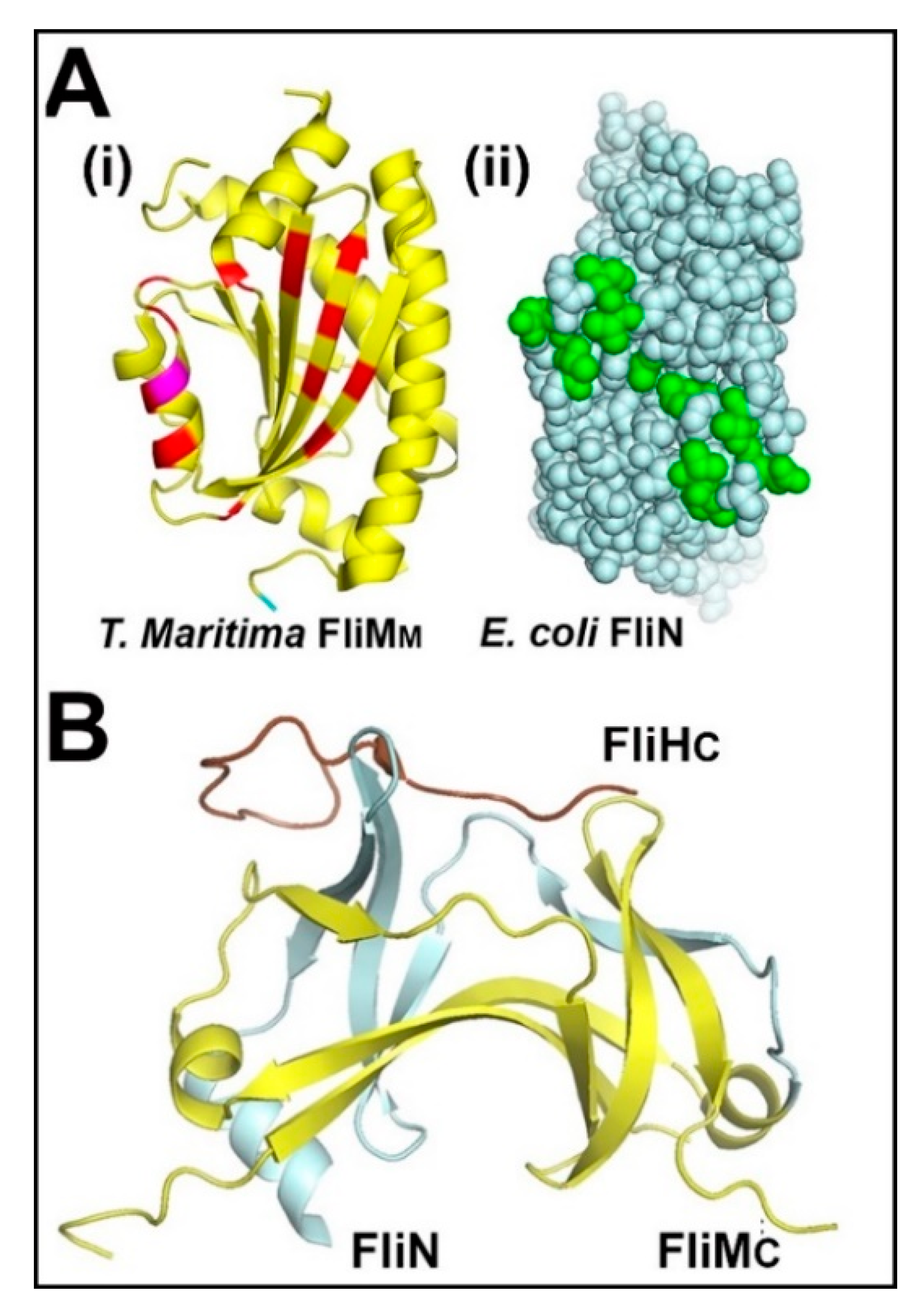 Biomolecules 10 00833 g004 Biomolecules 10 00833 g004