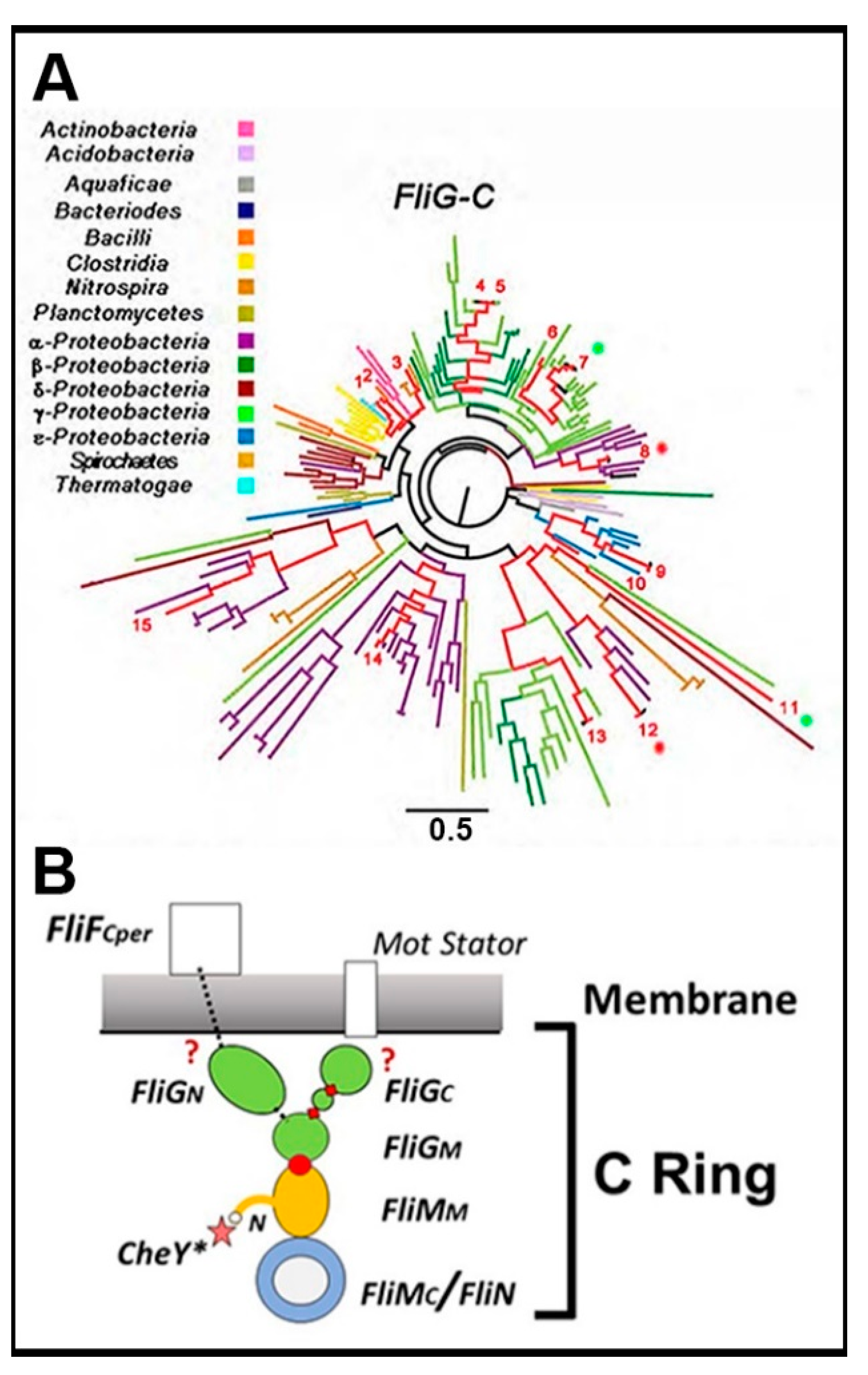 Biomolecules 10 00833 g008 Biomolecules 10 00833 g008