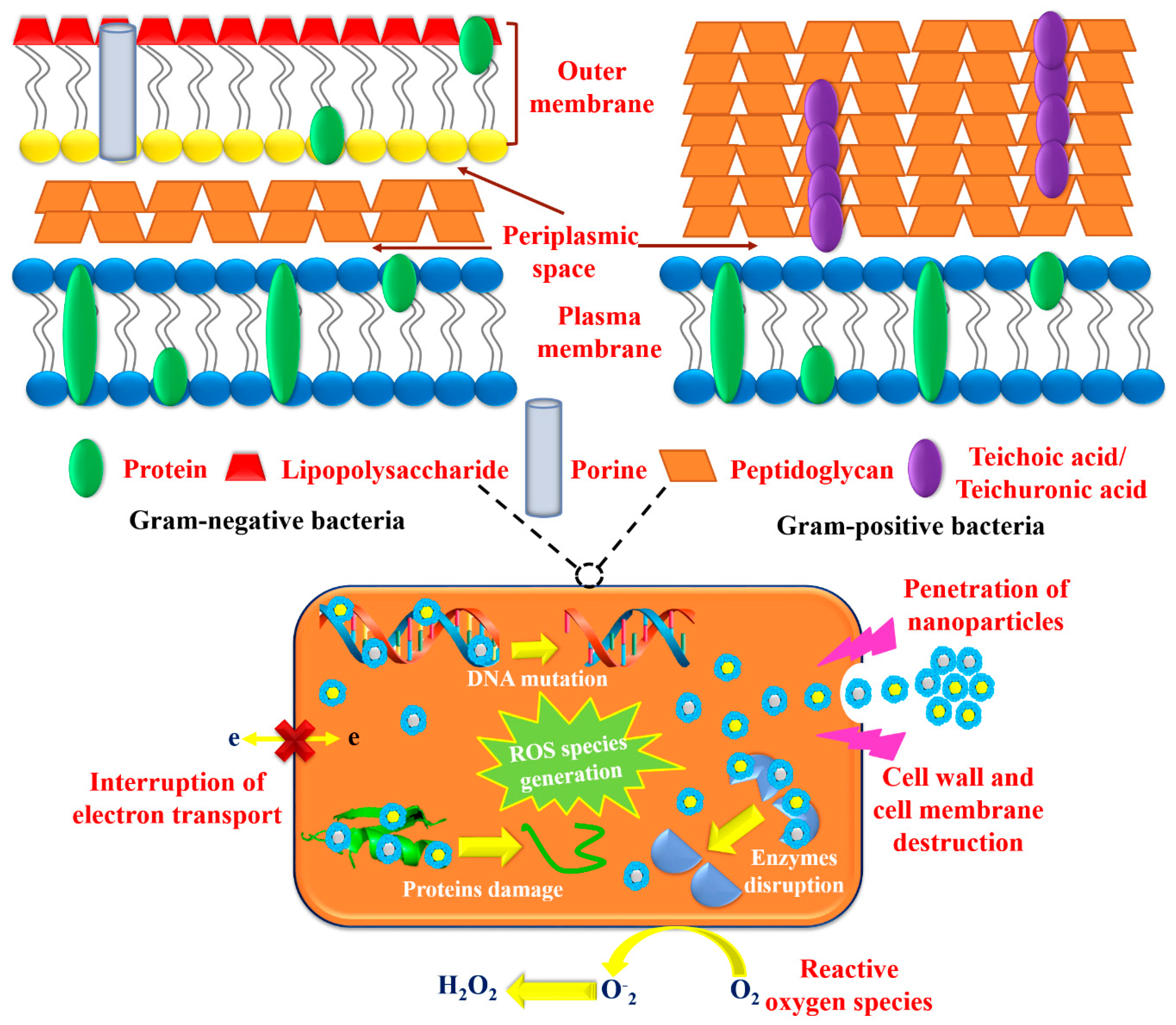 Biomolecules 10 00835 g016 Biomolecules 10 00835 g016