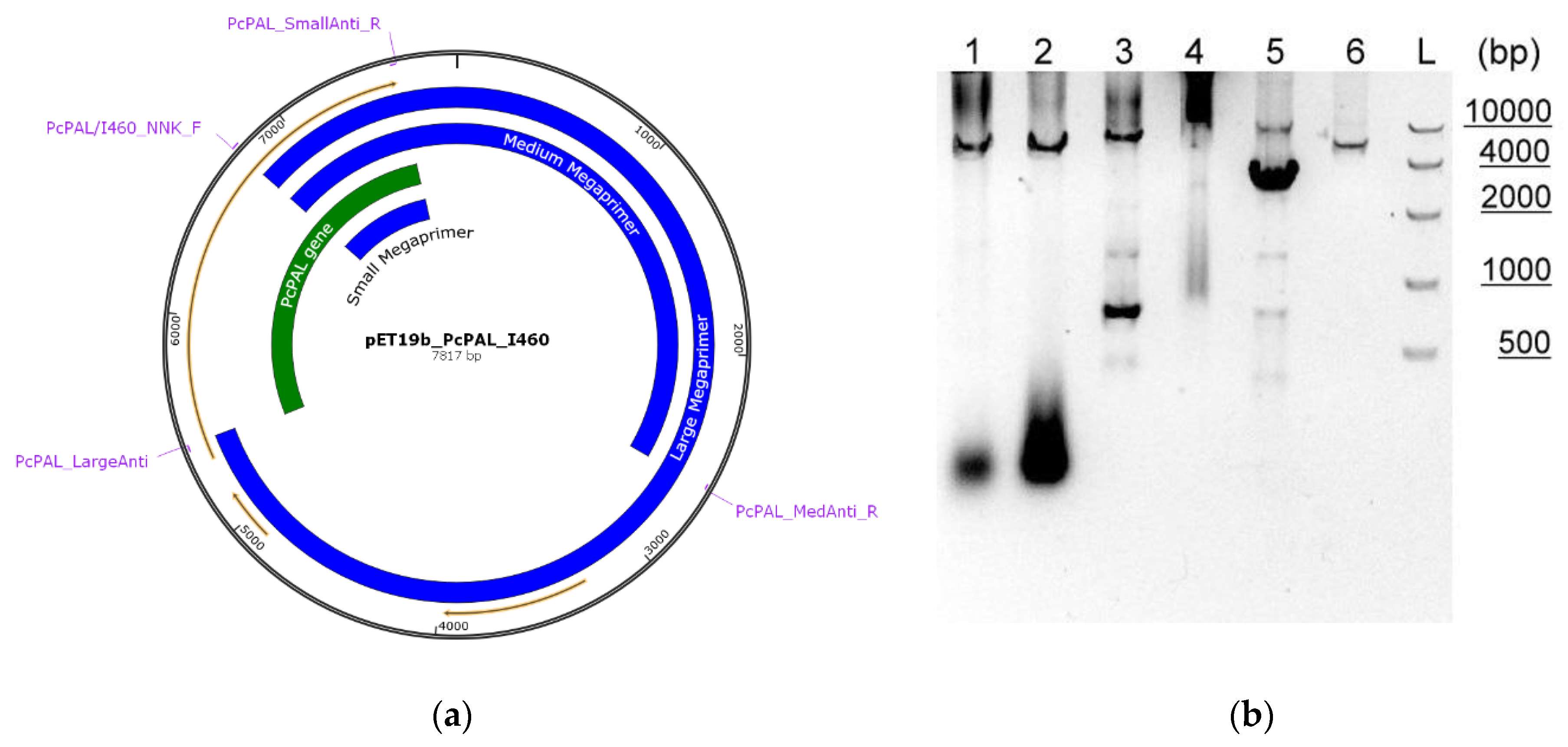 Biomolecules 10 00838 g001 Biomolecules 10 00838 g001
