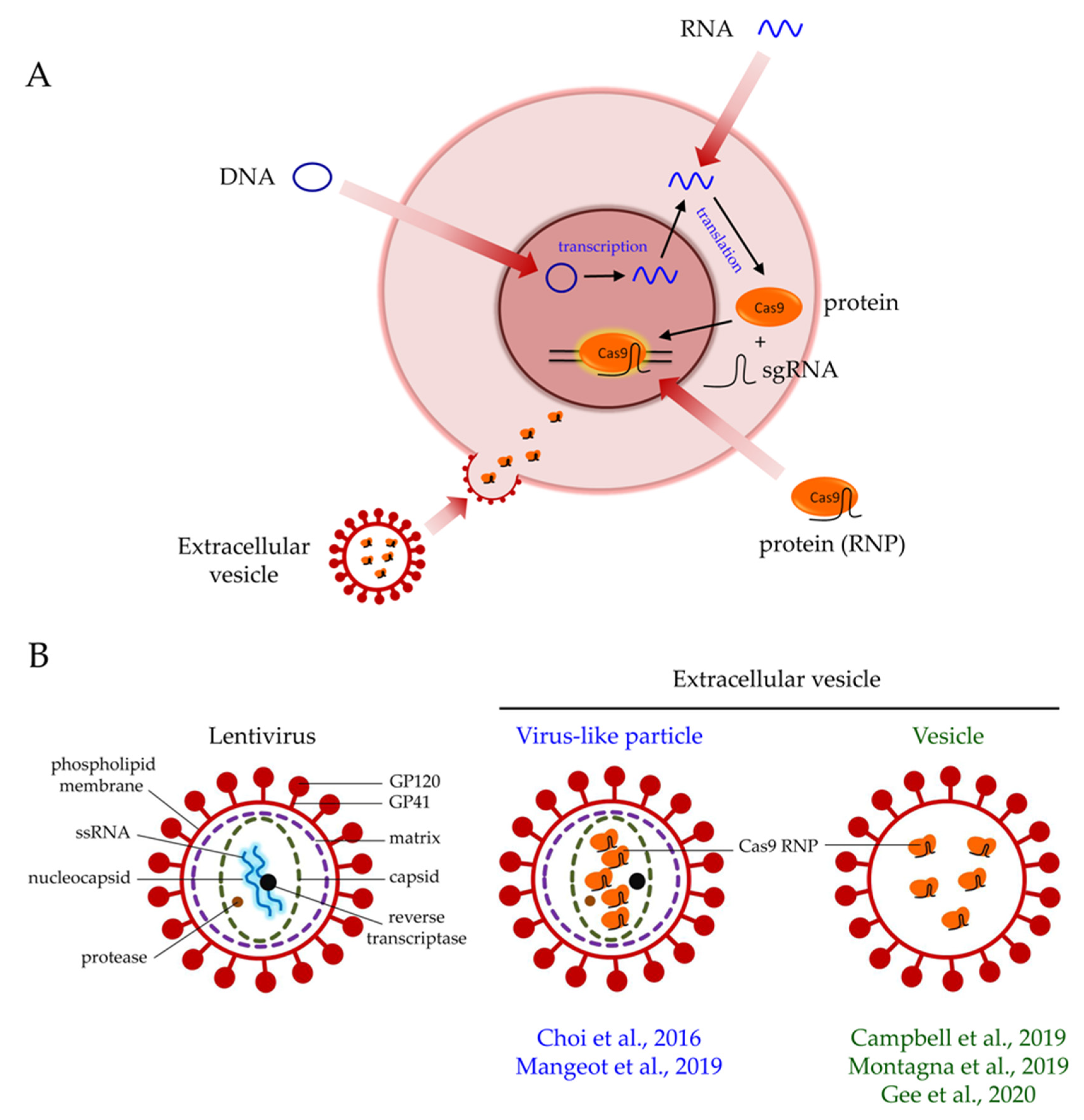Biomolecules 10 00839 g001 Biomolecules 10 00839 g001