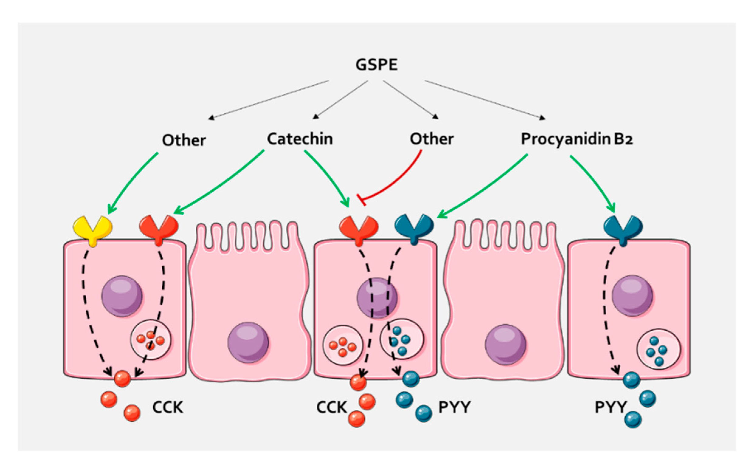 Biomolecules 10 00844 g004 Biomolecules 10 00844 g004