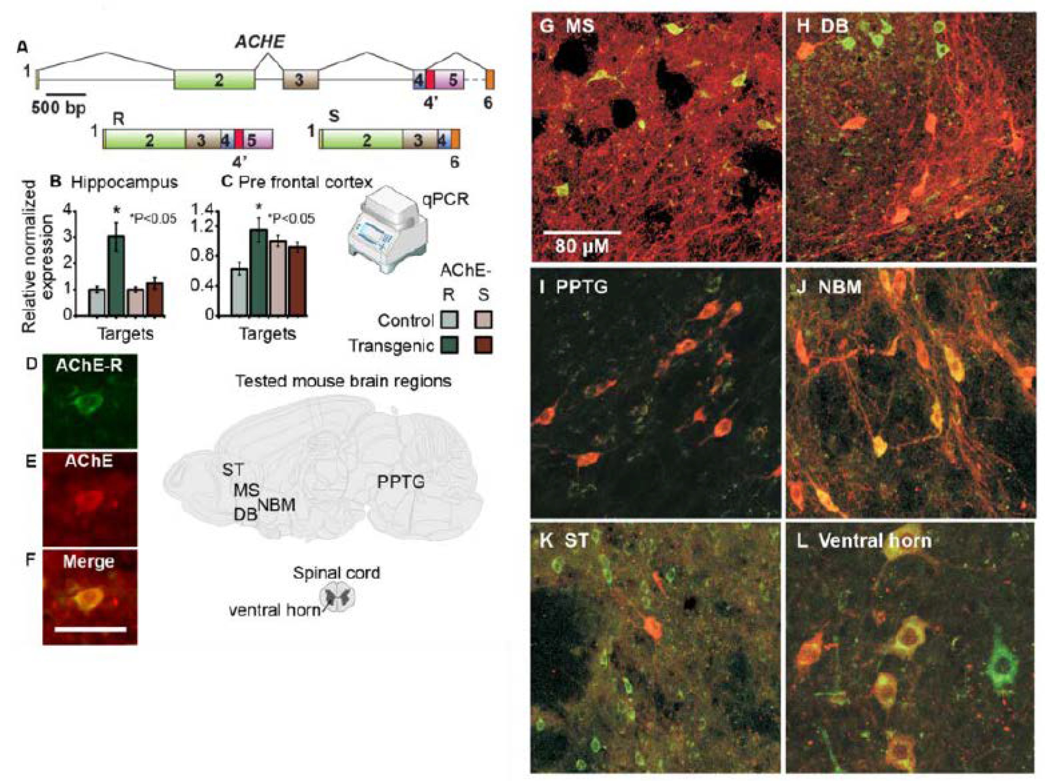 Biomolecules 10 00848 g003 Biomolecules 10 00848 g003