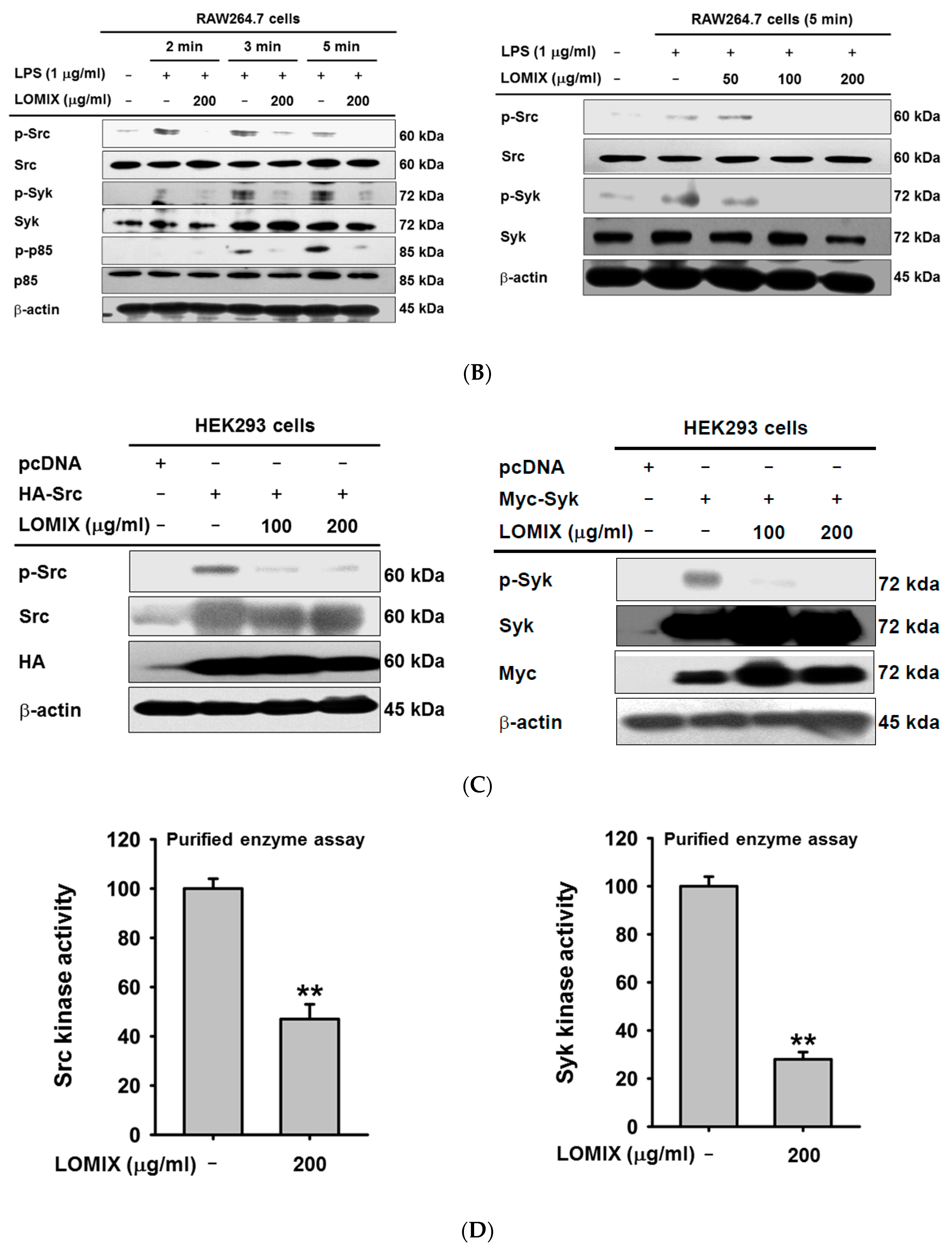 Biomolecules 10 00859 g003b