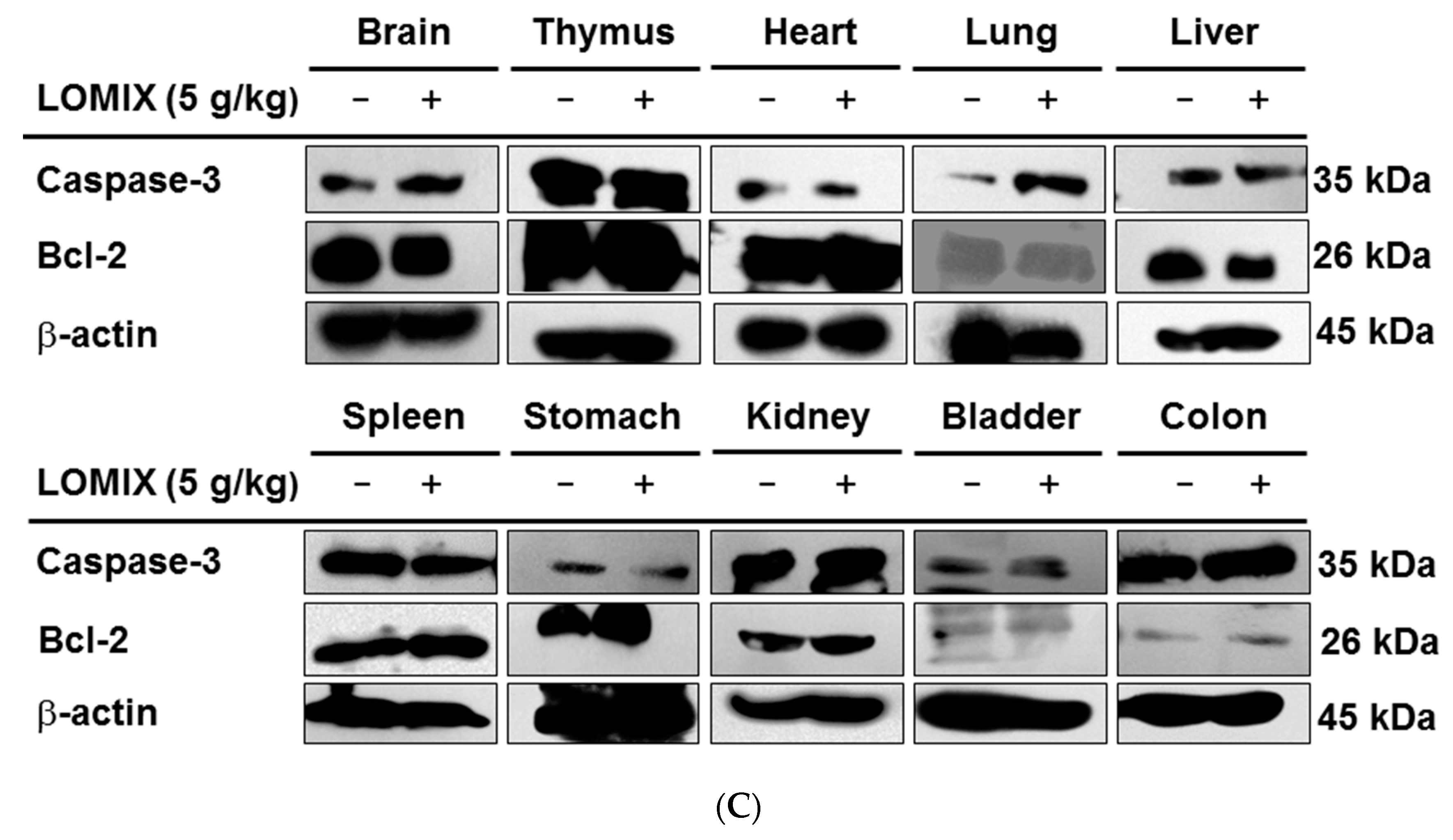 Biomolecules 10 00859 g005b Biomolecules 10 00859 g005b