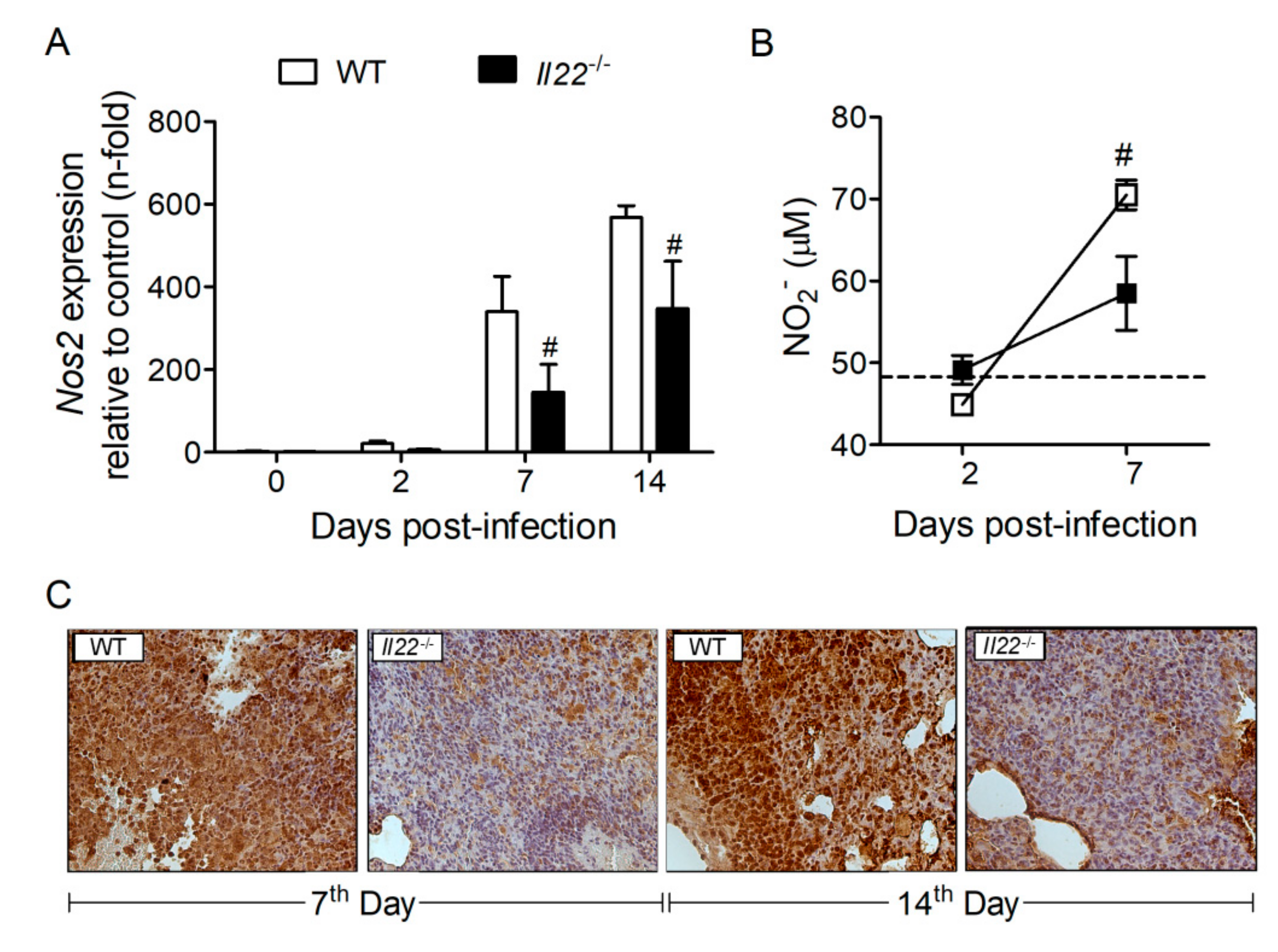 Biomolecules 10 00865 g005 Biomolecules 10 00865 g005
