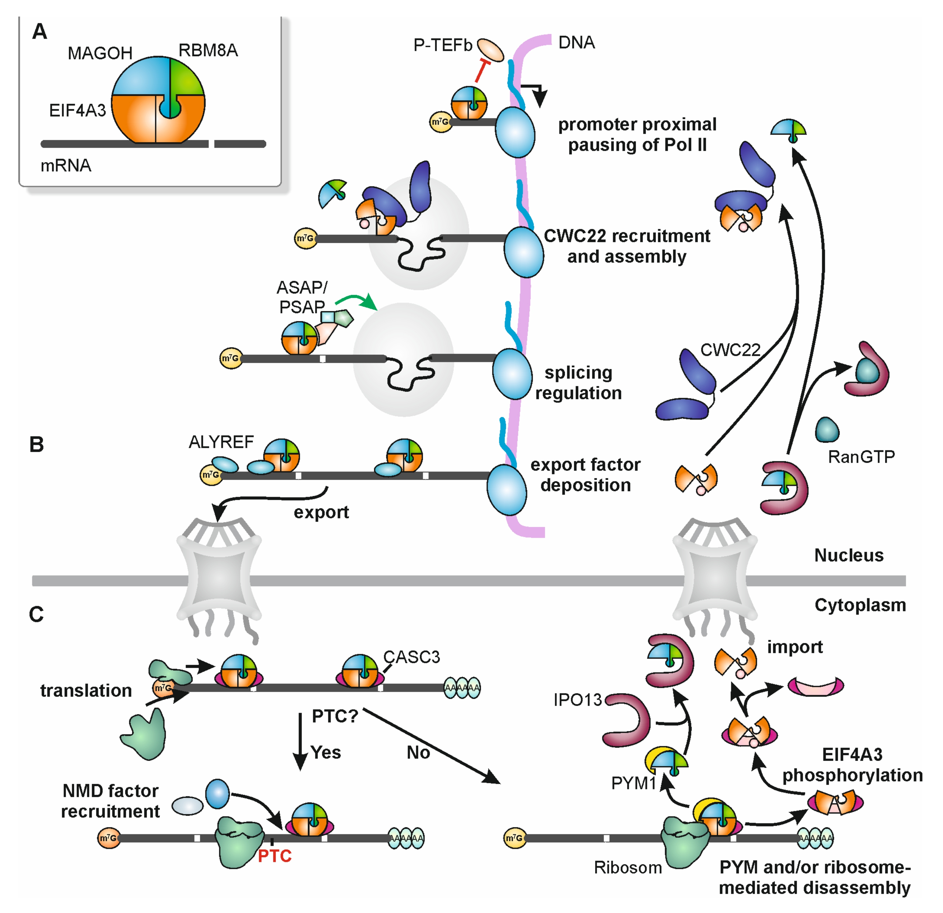 Biomolecules 10 00866 g001