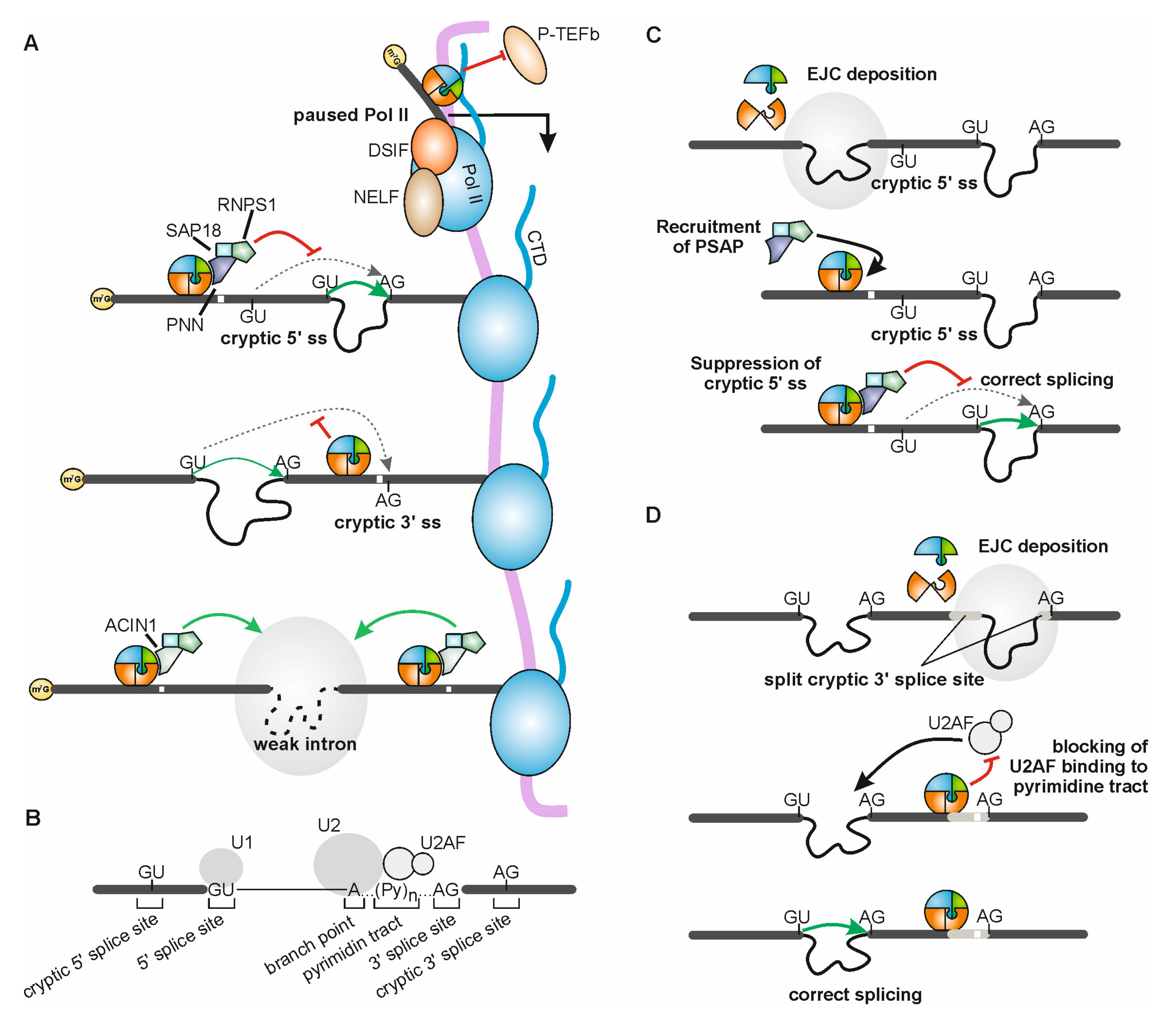 Biomolecules 10 00866 g002
