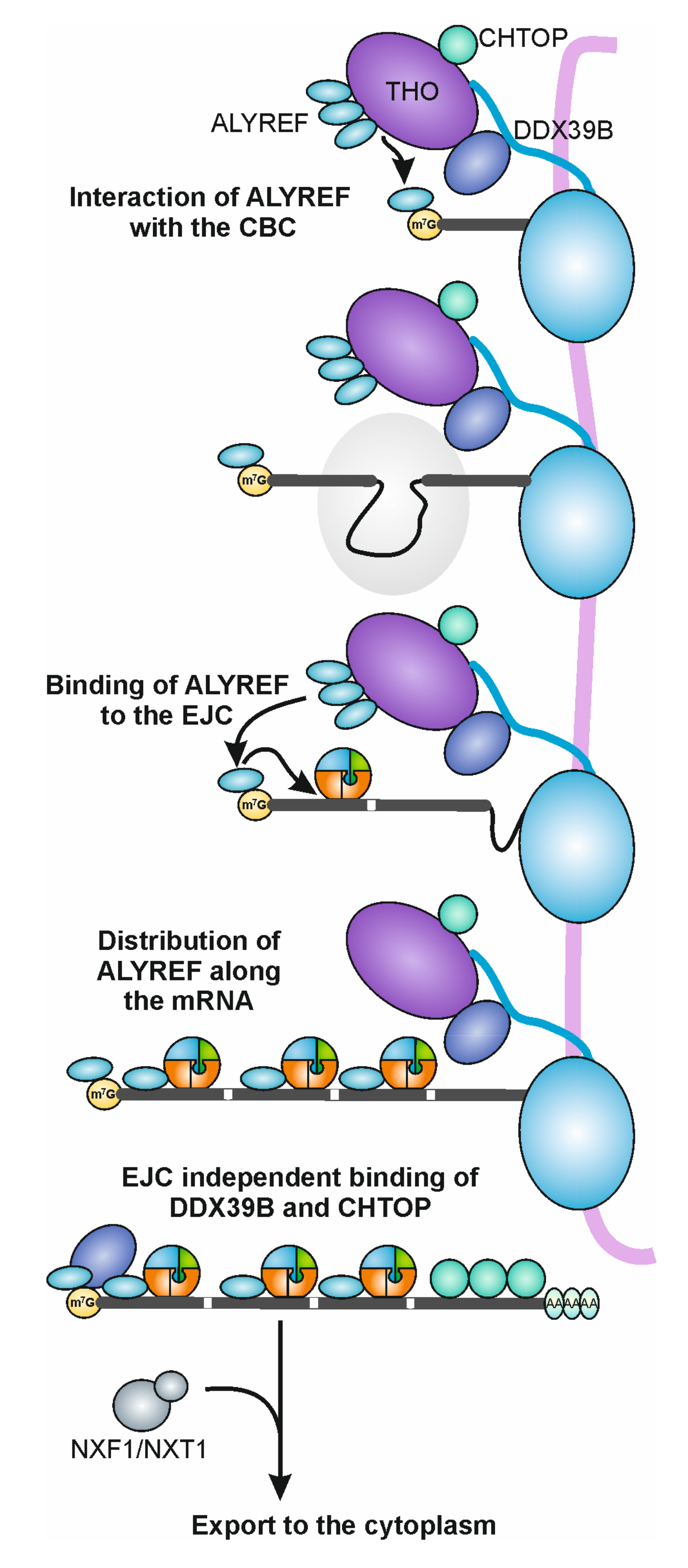 Biomolecules 10 00866 g003